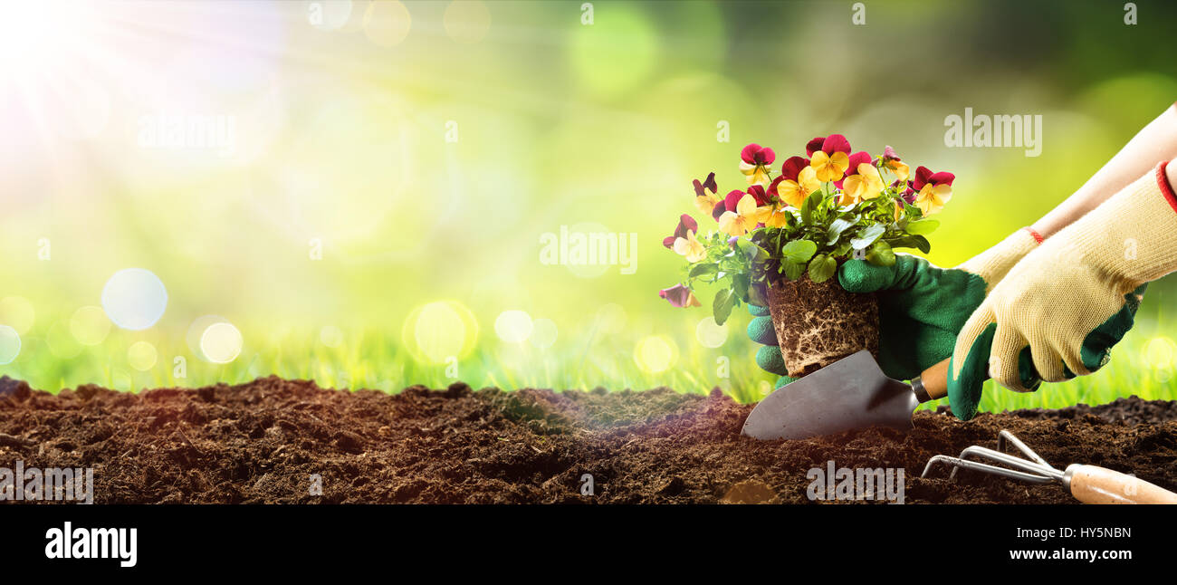 Gartenarbeit - Pflanzen ein Stiefmütterchen im sonnigen Garten Stockfoto