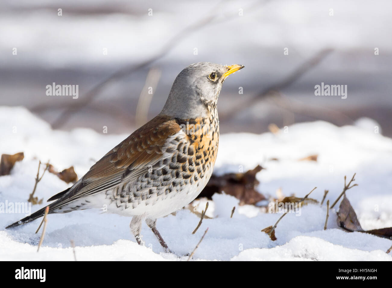 Das Foto zeigt eine Snowbird im Schnee Stockfoto