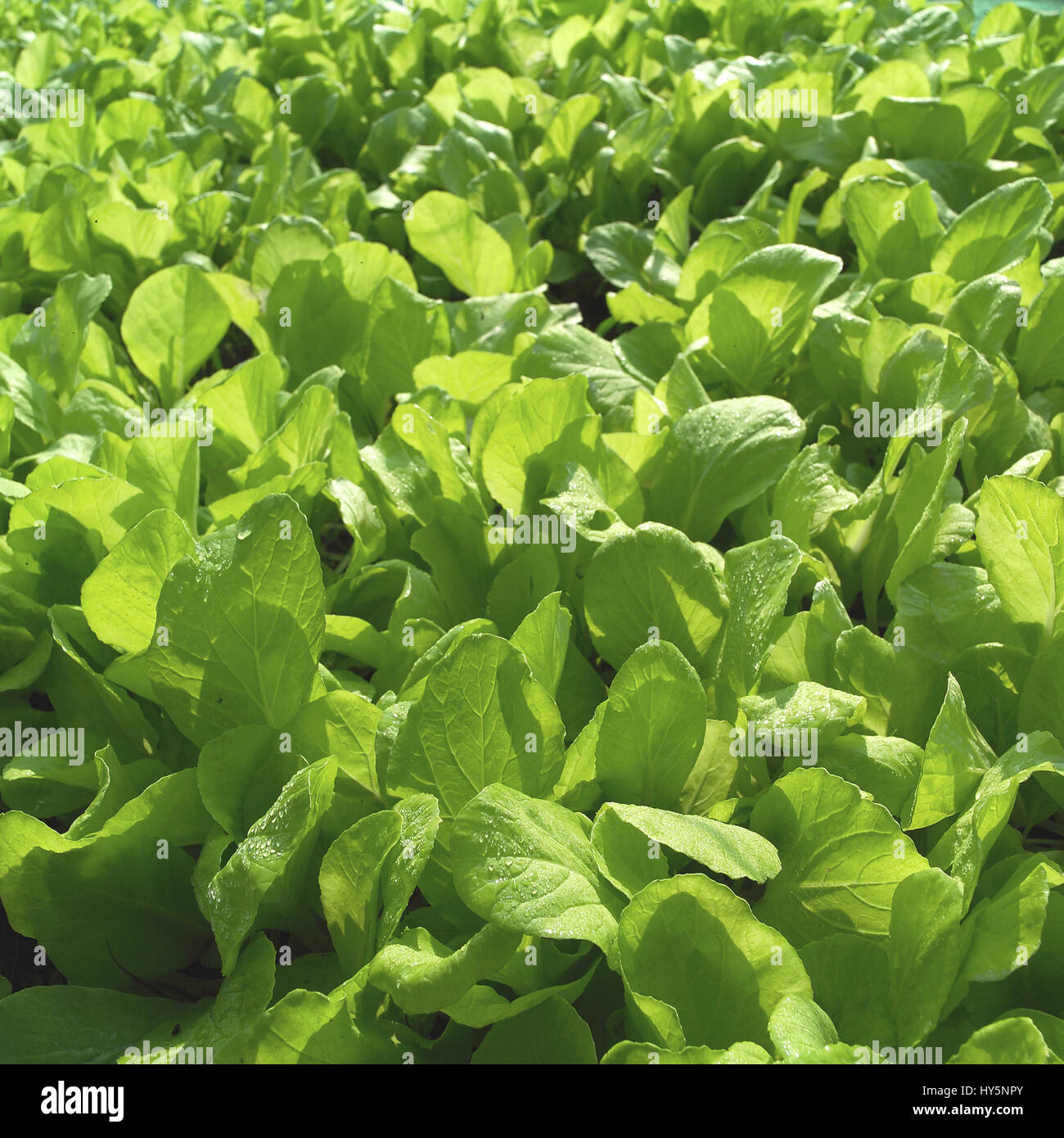 Gemüse Stockfoto