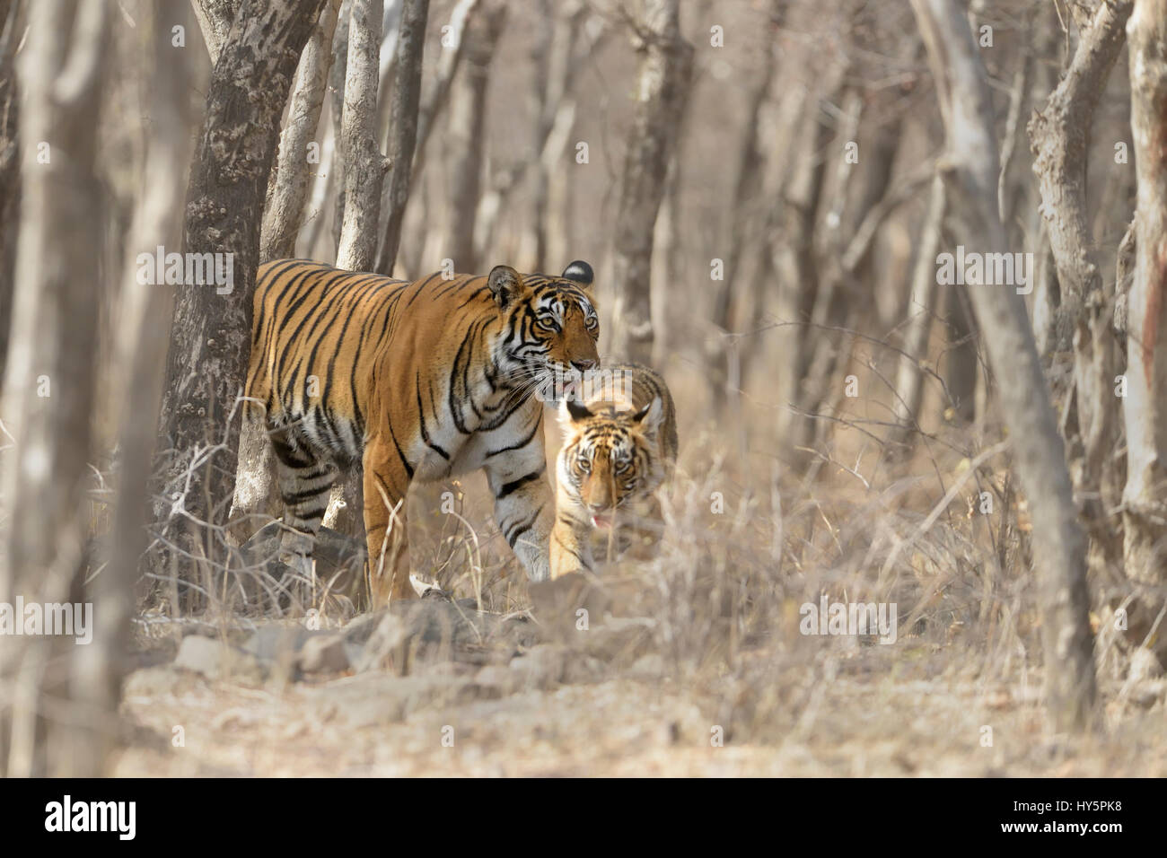 Royal Bengal Tiger, Mutter und ein kleines Jungtier, Wandern zwischen den Bäumen, in trockenen Laubwäldern Ranthambore Nationalpark Indiens, in der heißen s Stockfoto