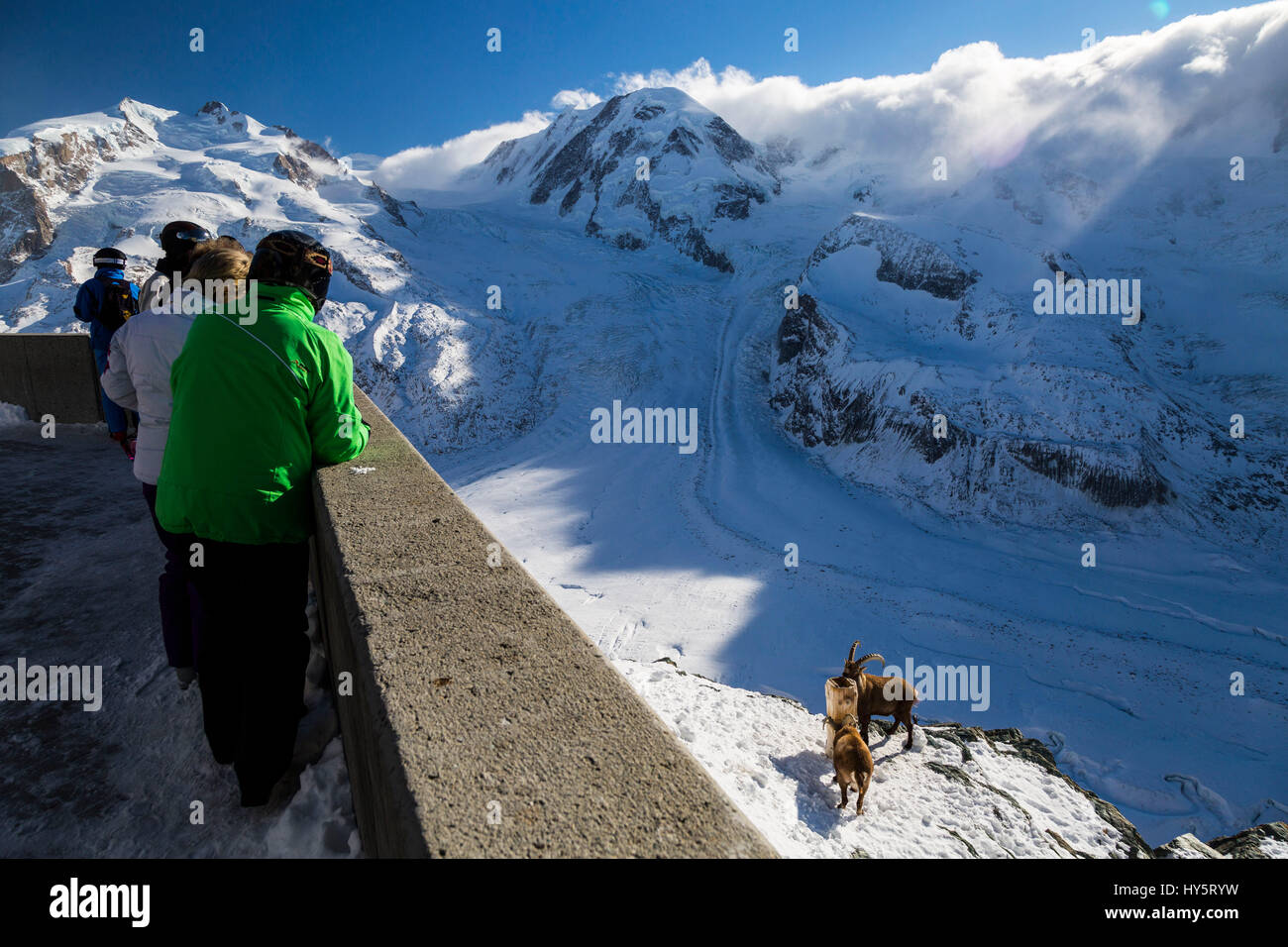 Alpensteinbock, Steinböcke, Attraktion, Attraktionen, Schönheit in der Natur, Kanton Wallis, Capra Ibex, Farbbild, Außenansicht, Gornergrat, Landschaft, Landschaften, Mattertal, Berg, Berglandschaft, Berglandschaften, Bergwelt, natürliche Schönheit, Natur, Natur Stockfoto