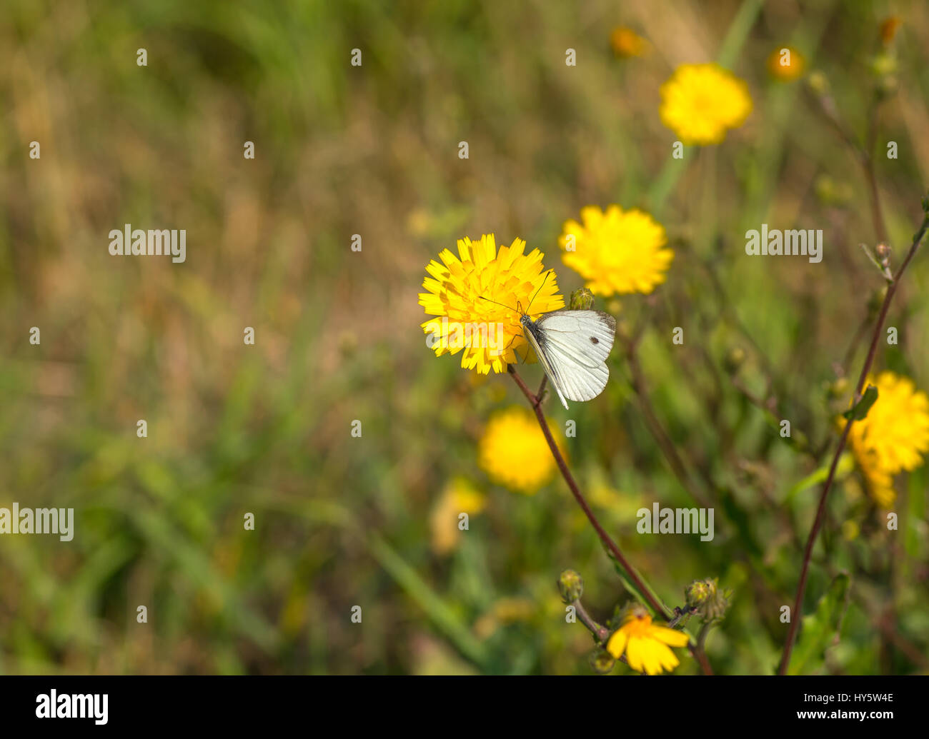 Einfache natürliche Idylle - Kohlweißling Schmetterling saugen Nektar auf einer Wiese, die gelbe Blume Stockfoto