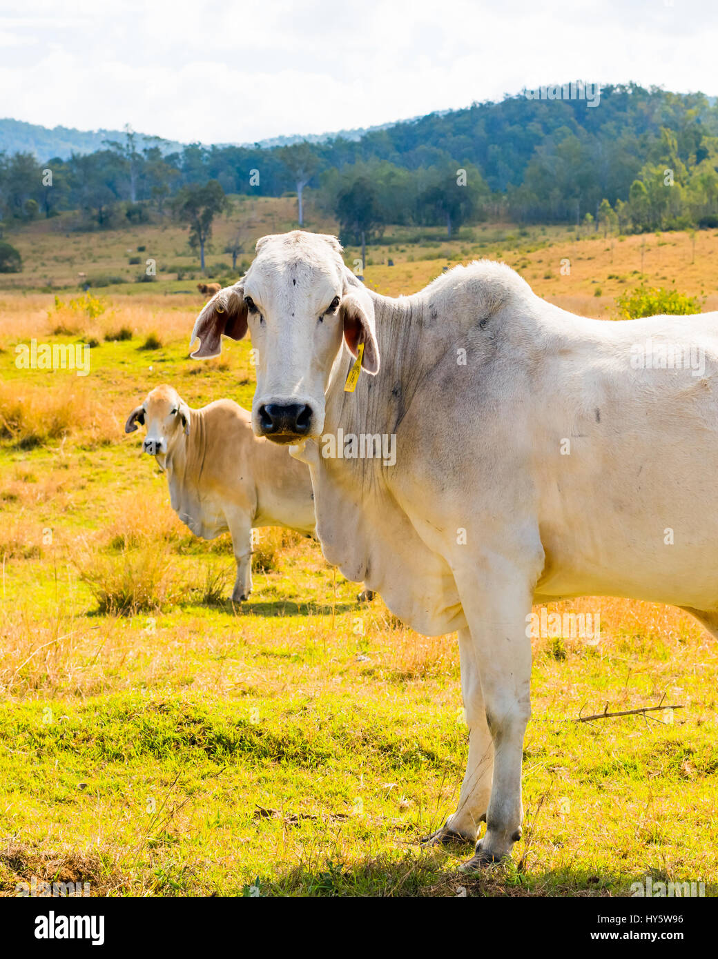 Brahman Rinder, chillen in der Sonne am Nachmittag in der Nähe von Mount Glorious, Queensland, Australien Stockfoto