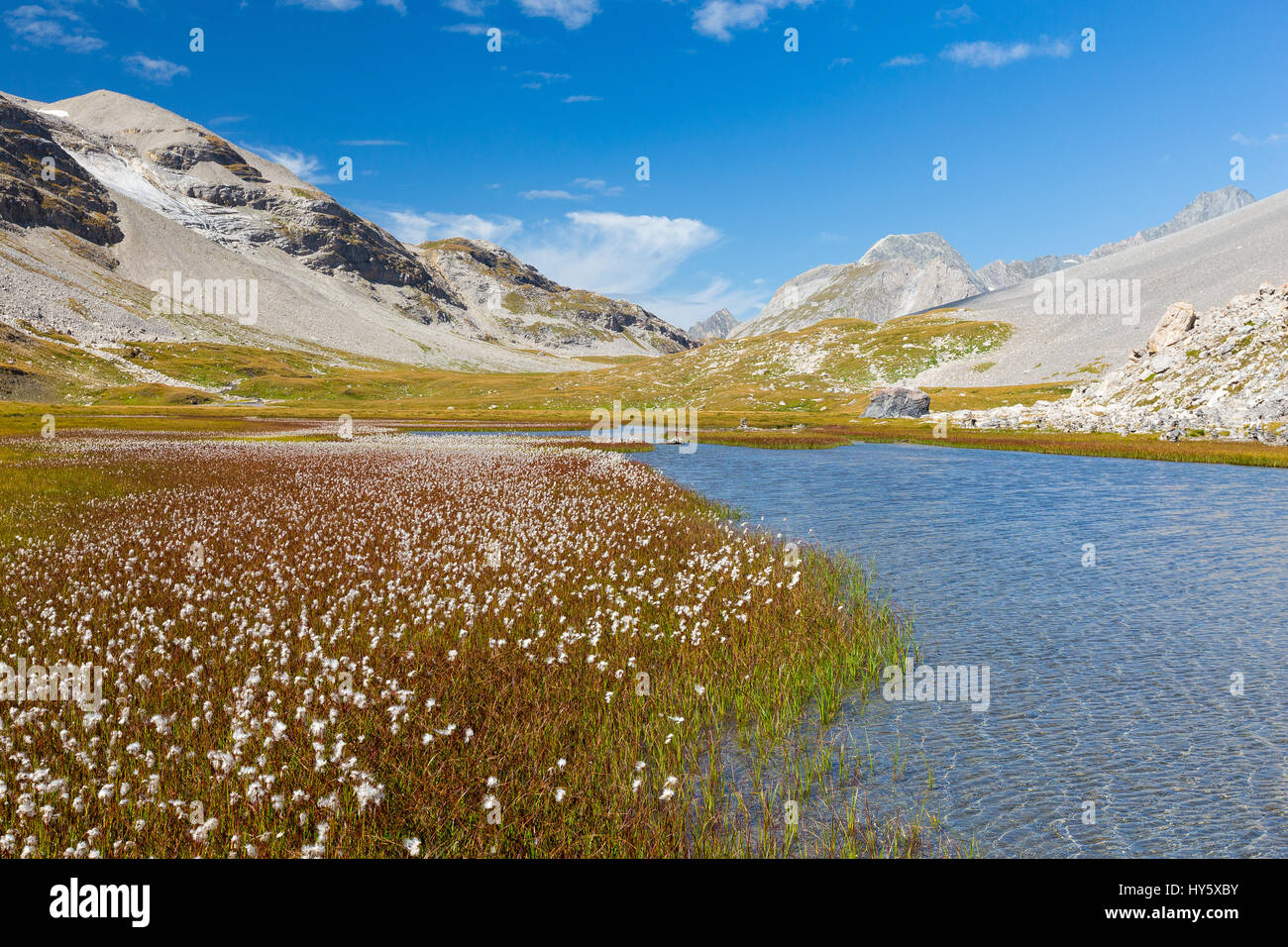 Baumwollgras (Eriophorum). Ruisseau de la Vanoise, Feuchtgebiete. Parc National de la Vanoise. Frankreich. Europa. Stockfoto