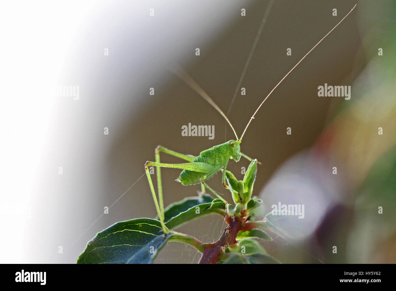 Grün gesprenkelt Bush Cricket Nahaufnahme lateinischen Namen Leptophyes Punctatissima Heuschrecke auf grünes Blatt im Sommer in Italien Stockfoto