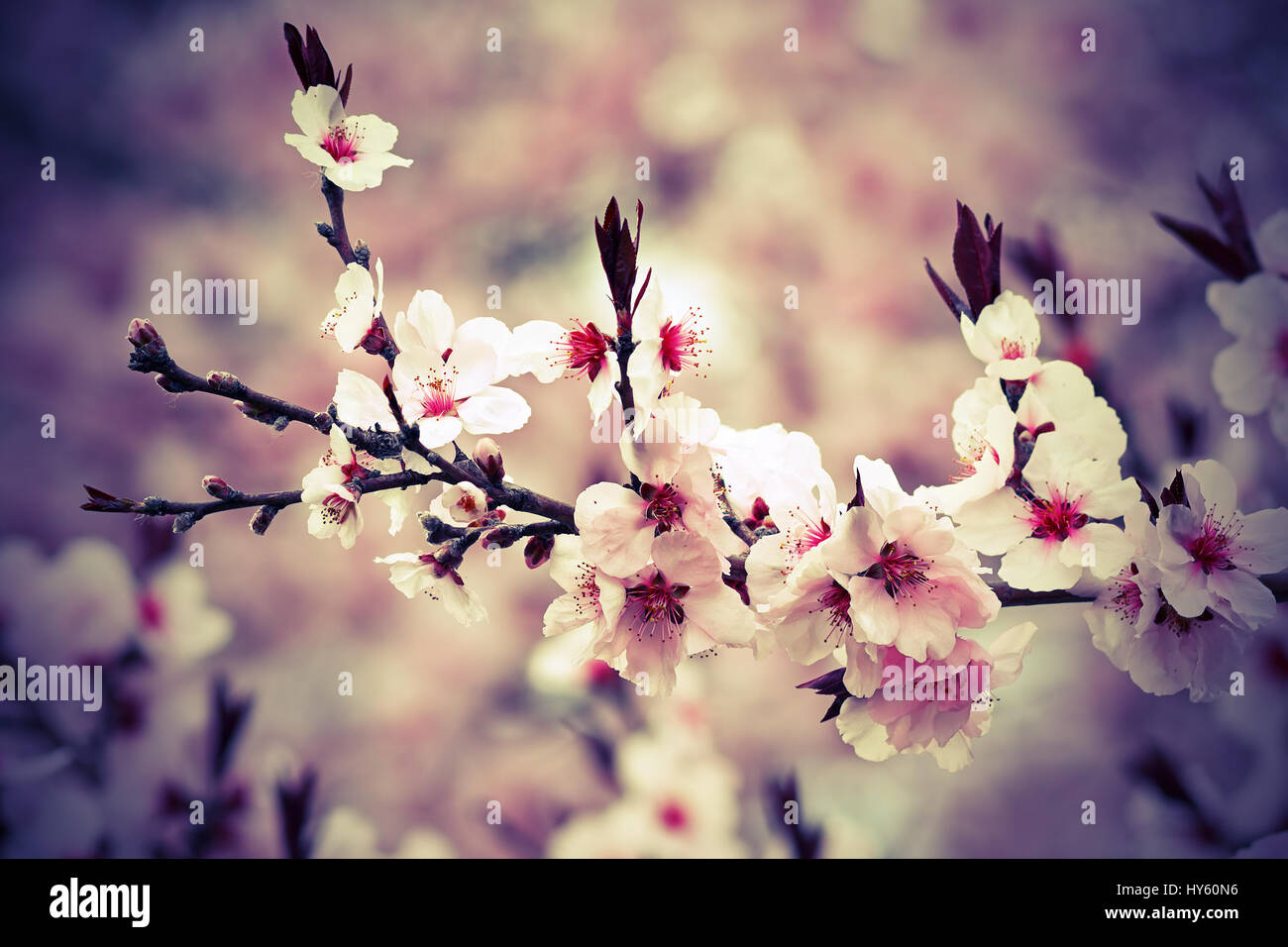 Japanische Kirsche Blumen im März, Nahaufnahme der Niederlassung Stockfoto