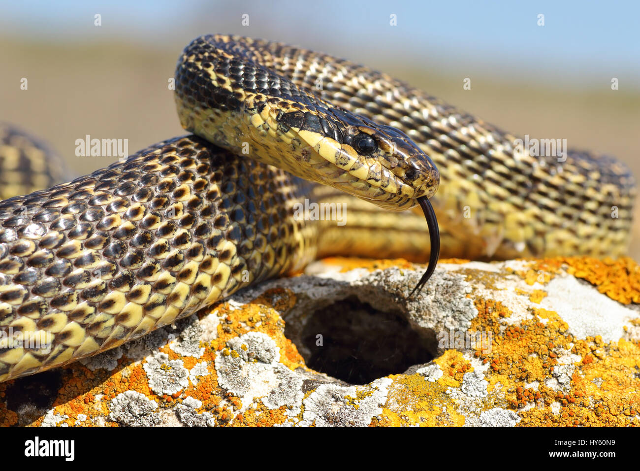 Erwachsenen gestromt Schlange Closeup, einer der seltensten in Dobrogea, Rumänien (Elaphue Sauromates) Stockfoto