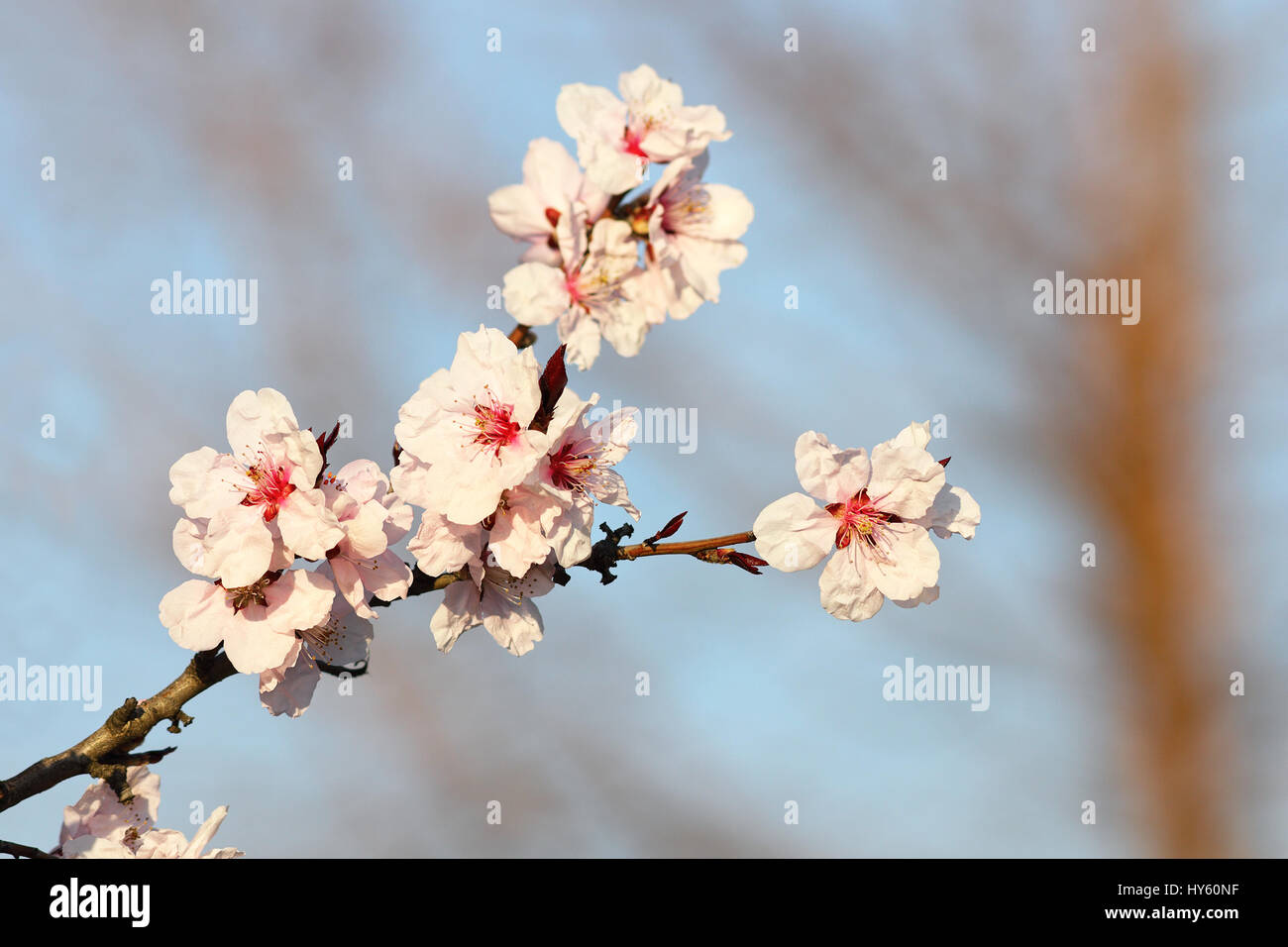 bunte Blüten der japanischen Kirschbaum über blauen Himmelshintergrund, Feder-symbol Stockfoto