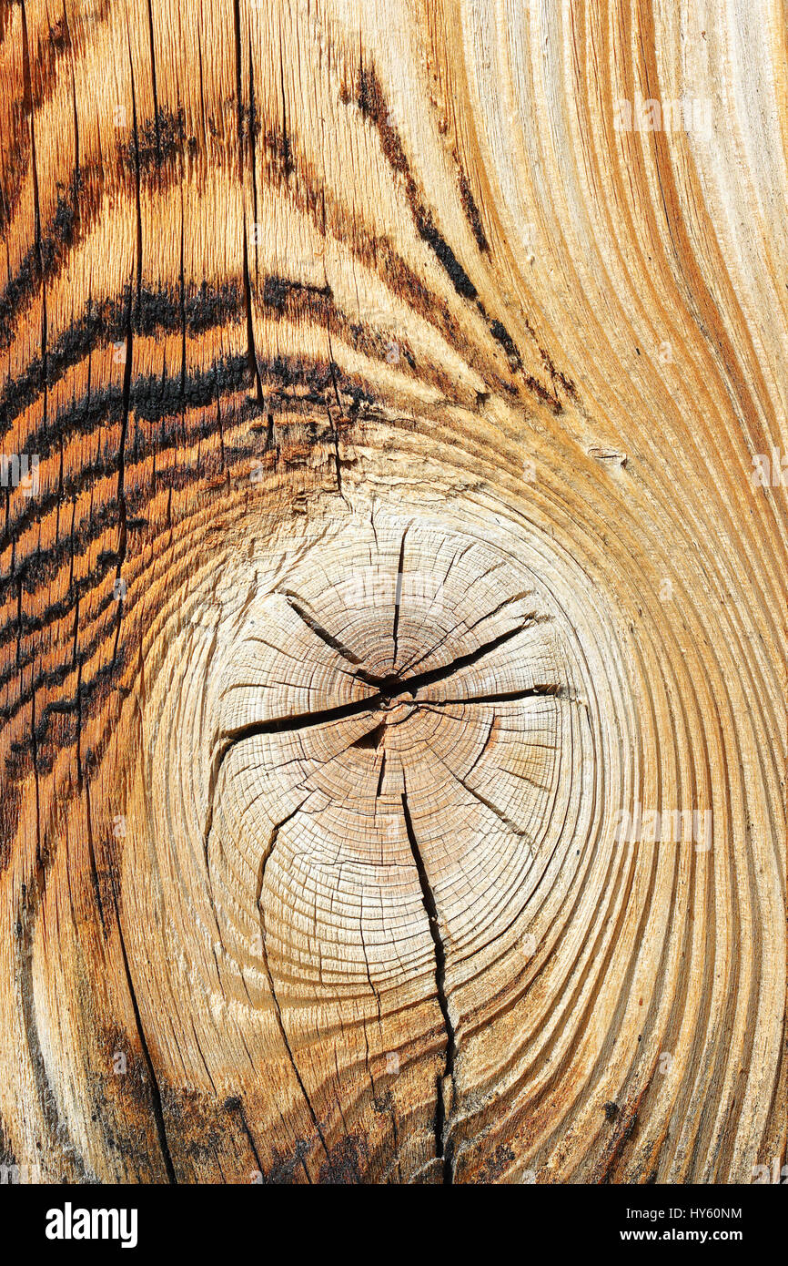 Detail von Fichte Holztextur, verknotete Oberfläche Stockfoto