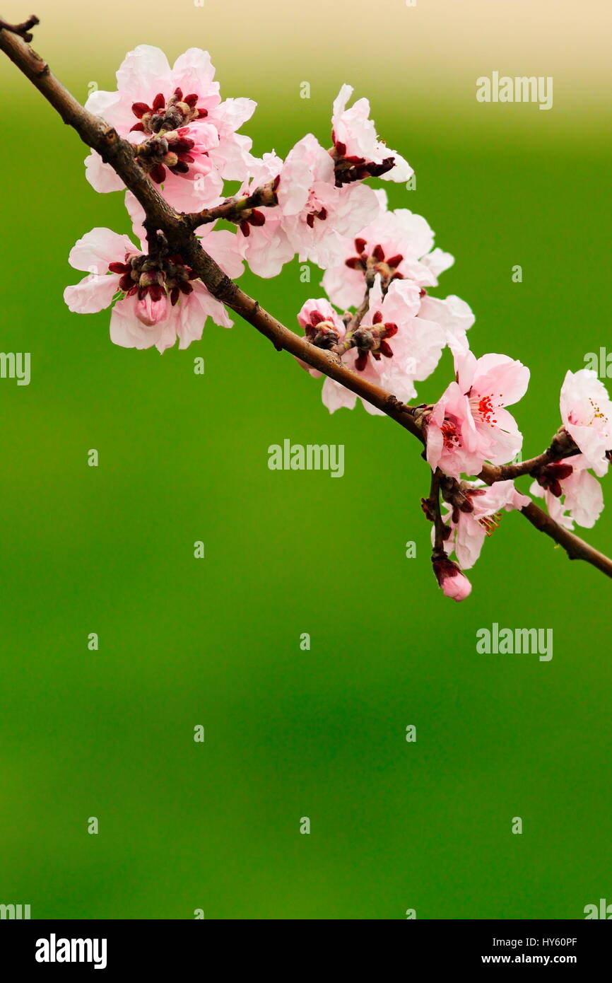 Japanische Kirsche rosa Blüten über grün aus Fokus Hintergrund Stockfoto