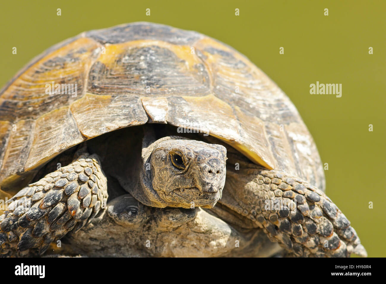 Testudo Graeca hautnah über grünen Hintergrund, Porträt von wilden Sporn-thighed Tortois nur aus dem Ruhezustand geschlüpft Stockfoto