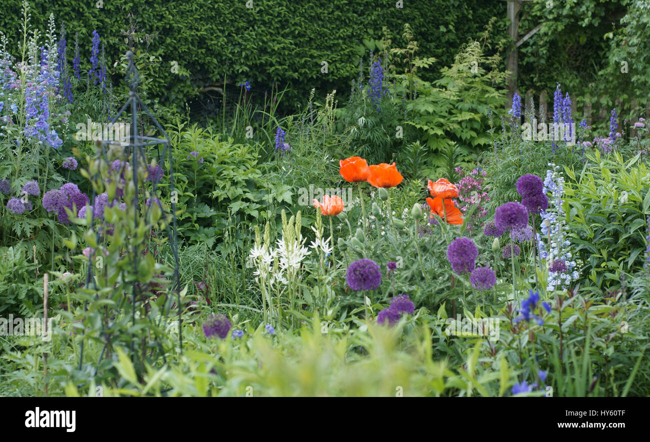 Mohn-Cottage-Garten Stockfoto