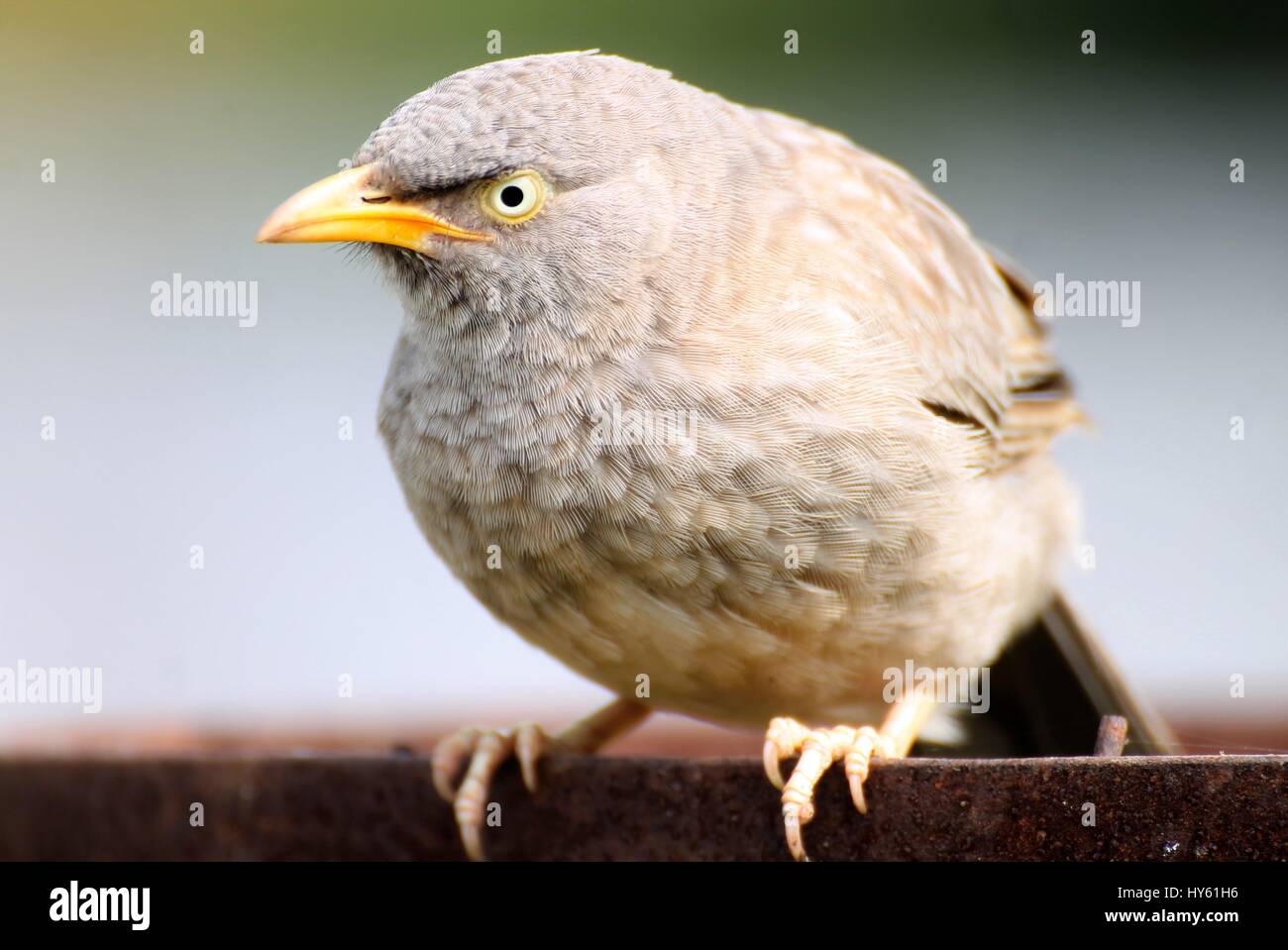 Wütend Vogel/Dschungel Schwätzer ist auf der Suche nach Nahrung. Stockfoto