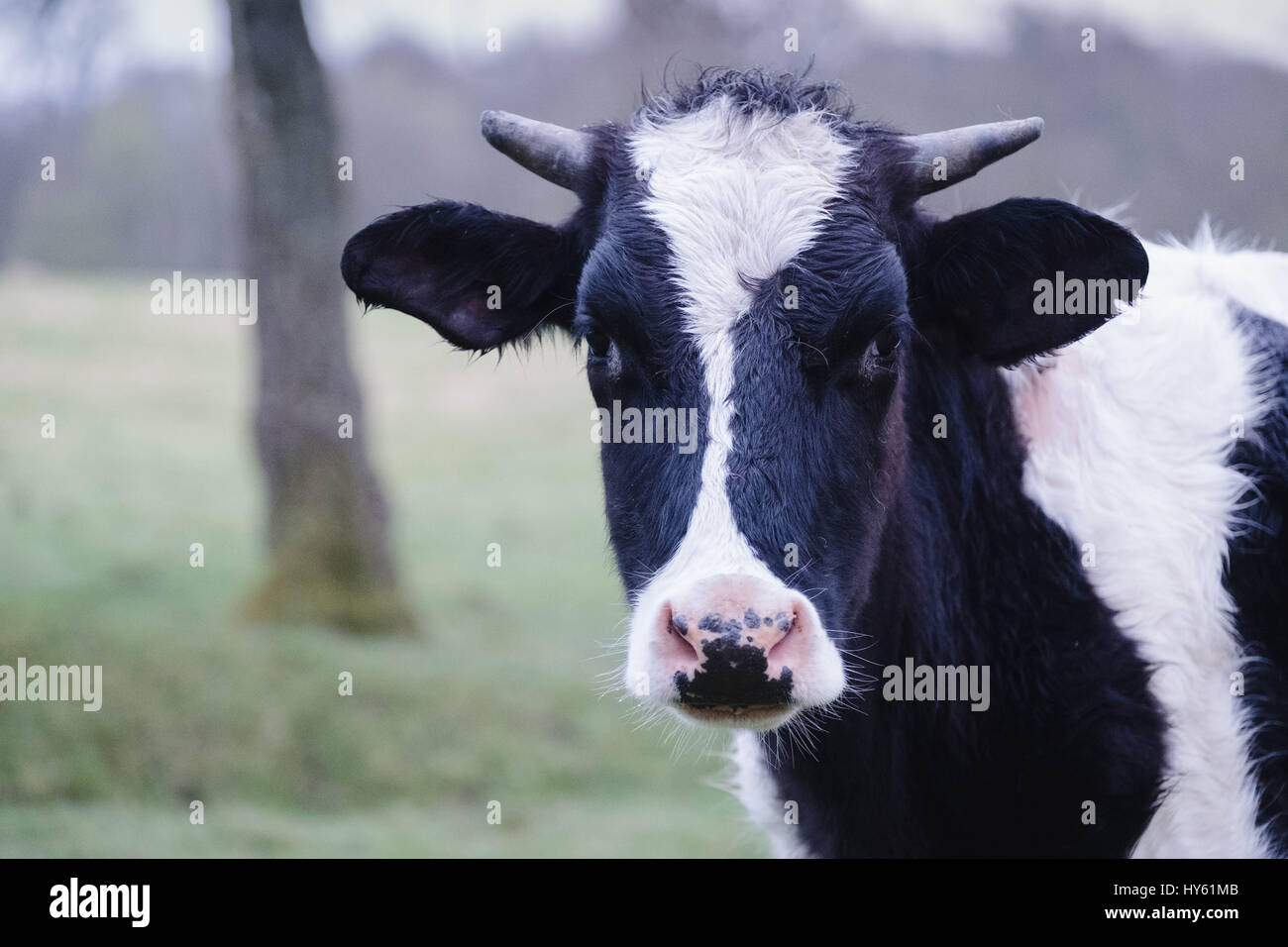 Farbfoto einer jungen Kuh im Freien in einem Feld. Stockfoto