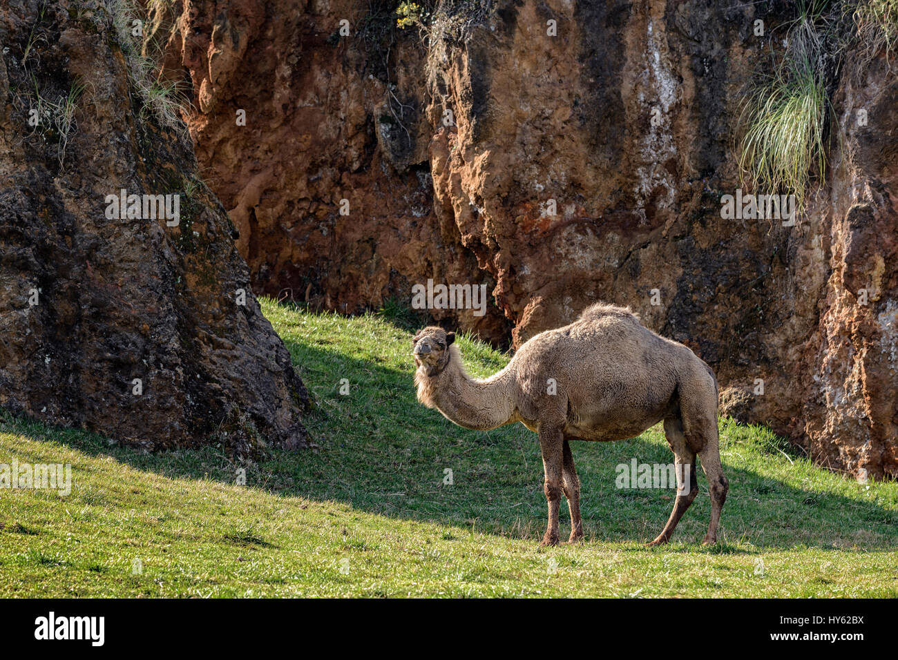 Dromedar / arabischen Kamel / indische Kamel (Camelus Dromedarius) Naturpark Cabárceno Kantabrien, Spanien Stockfoto