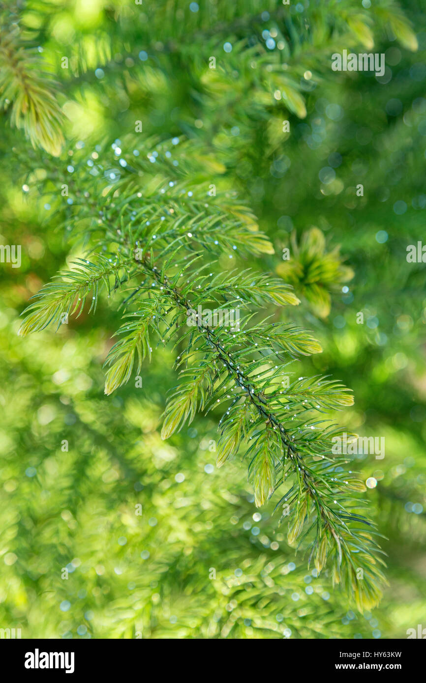 Norfolk Insel glitzernden Tannenzweigen Stockfoto