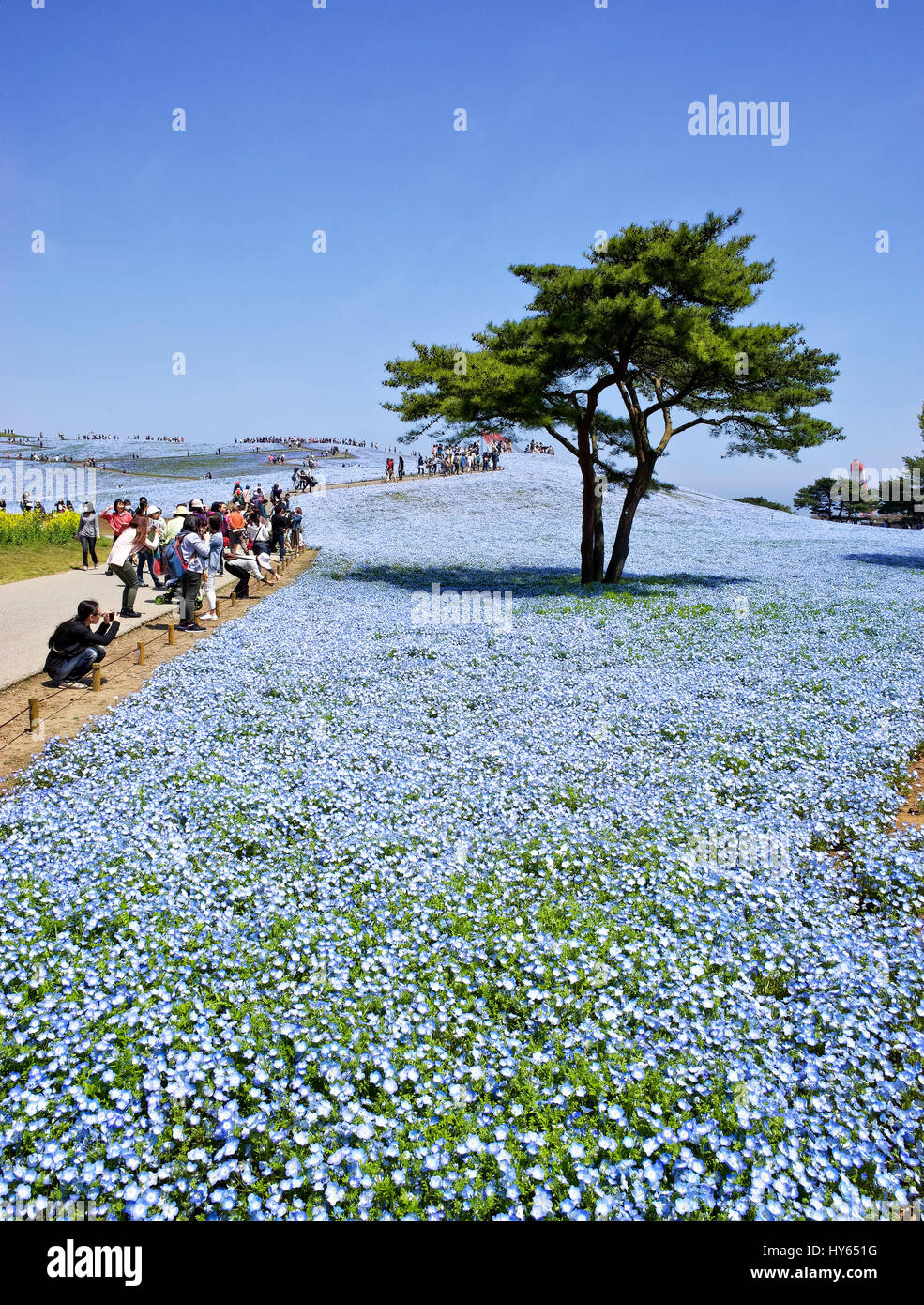 Japan, Honshu Insel, Ibaraki, Hitachinaka, Hitachi Seaside Park, Nemophilas Blüten. Stockfoto