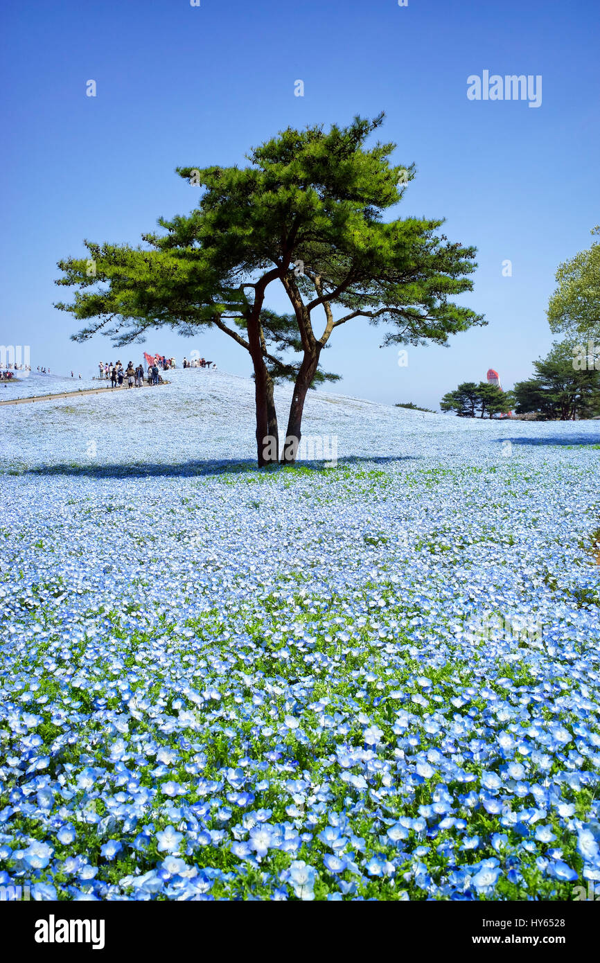 Japan, Honshu Insel, Ibaraki, Hitachinaka, Hitachi Seaside Park, Nemophilas Blüten. Stockfoto
