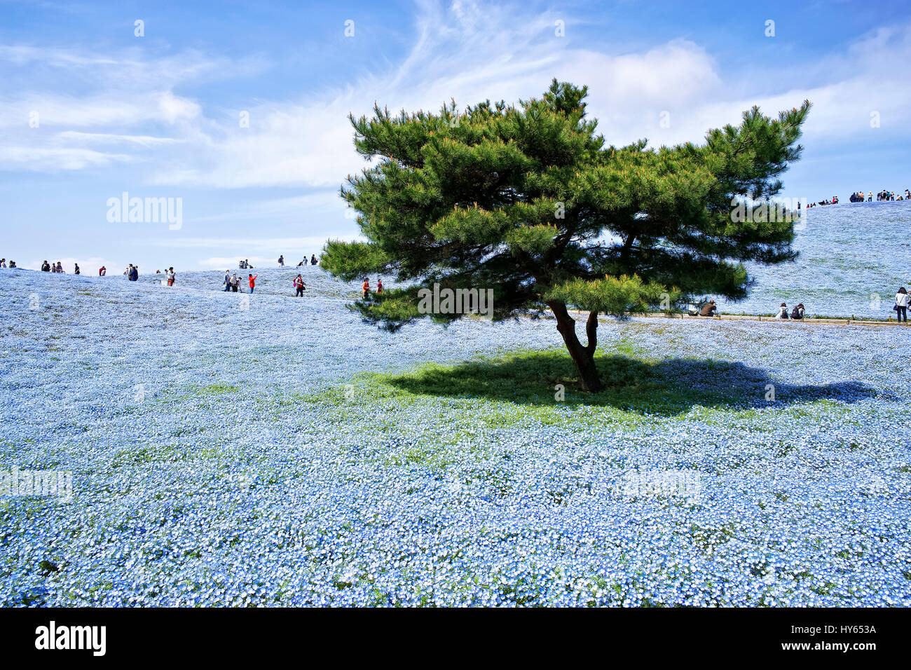 Japan, Honshu Insel, Ibaraki, Hitachinaka, Hitachi Seaside Park, Nemophilas Blüten. Stockfoto