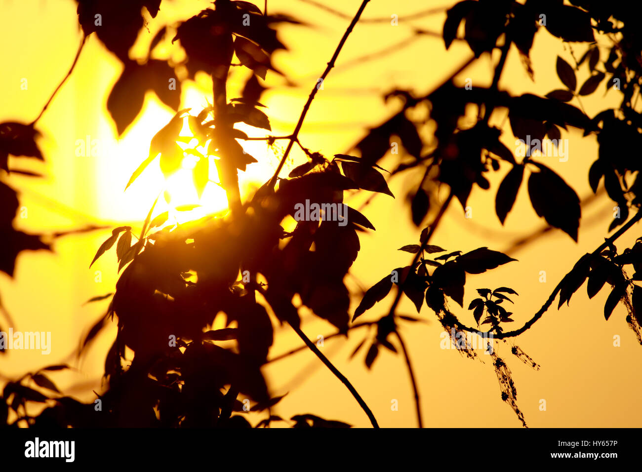 Sonnenlicht durch Äste und Blätter. Stockfoto
