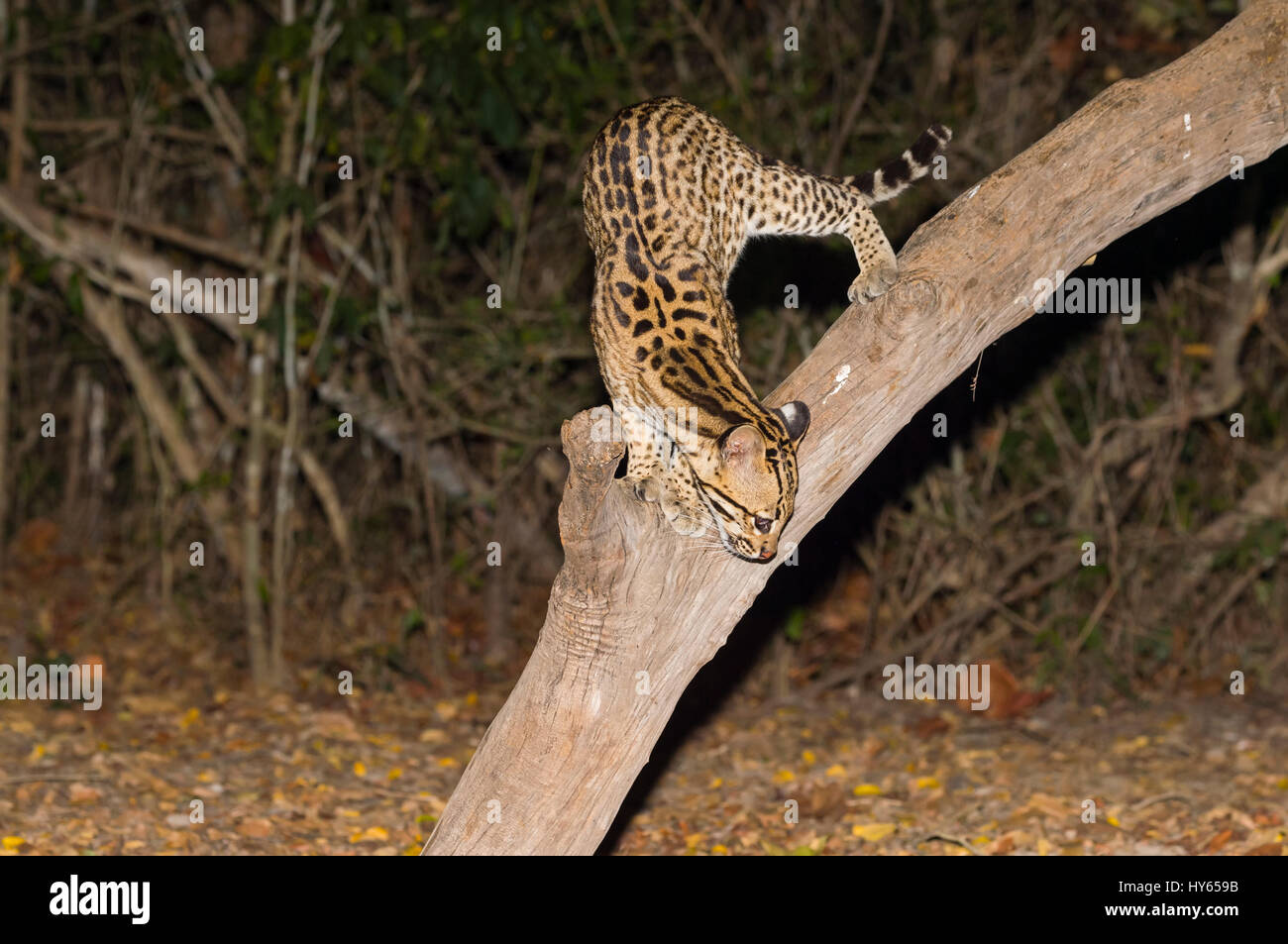 Ozelot (pardalis Pardalis) in der Nacht, Pantanal, Mato Grosso, Brasilien Stockfoto