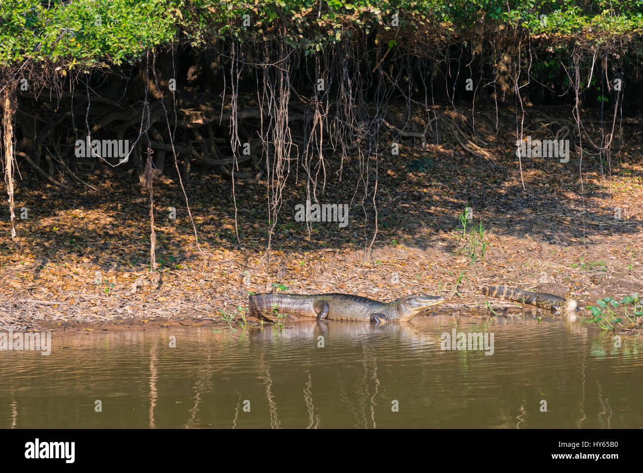 Yacare Kaimane entlang Cuiaba Fluss, Pantanal, Bundesstaat Mato Grosso, Brasilien Stockfoto