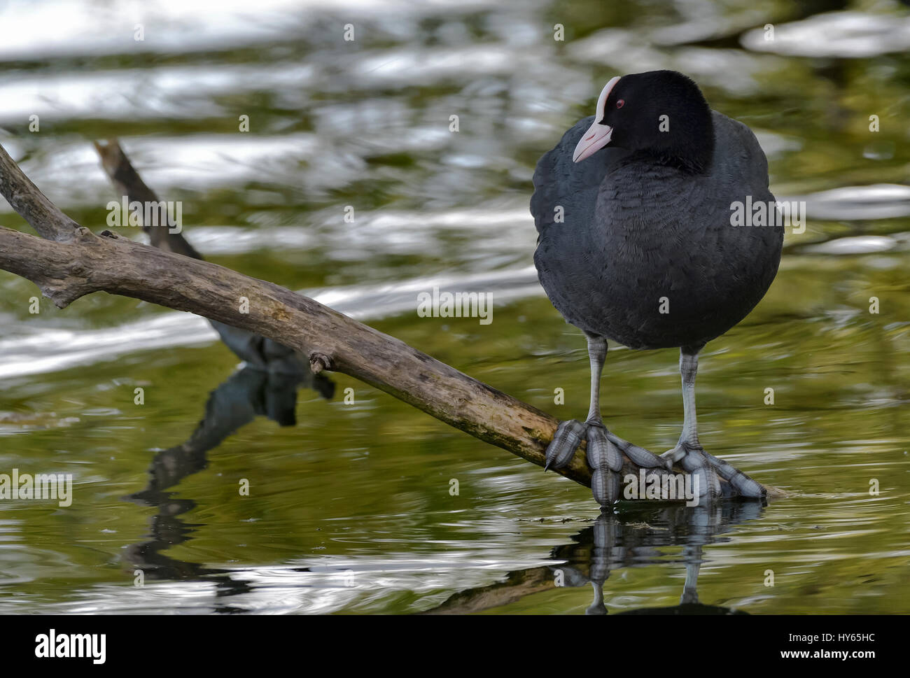 Lago di Viverone (Vc): Folaga (Fulica Atra), Blässhuhn Stockfoto