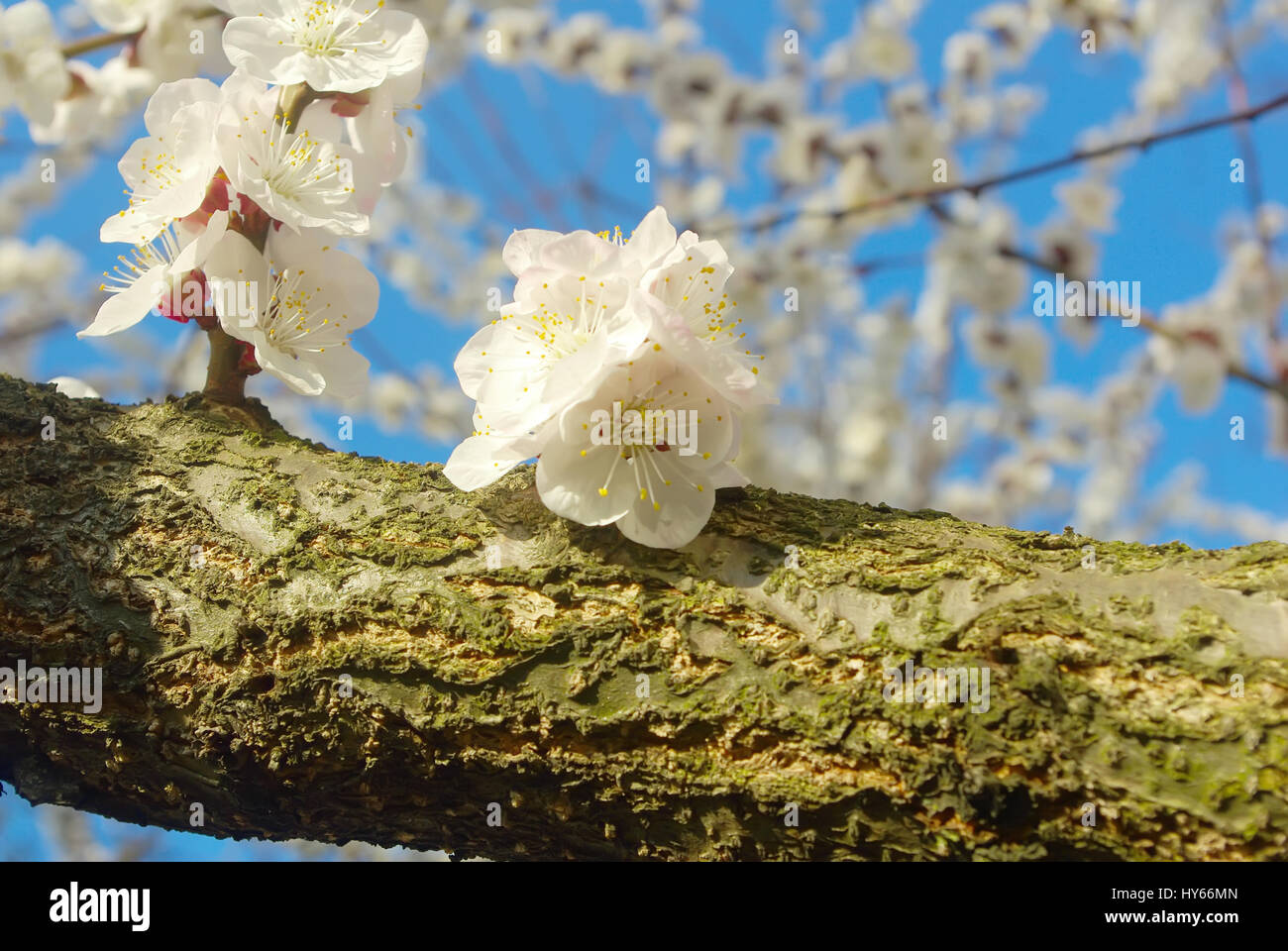 April Garten natürliche Ast. Outdoor-Blüte Nahaufnahme. Frühjahr weiße Blüten. Saisonal blühenden Baum Frühling. Stockfoto