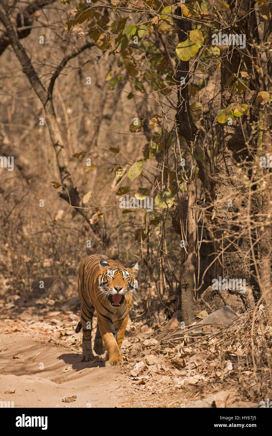 Einsamer Royal Bengal Tiger, während des Gehens in trockenen Laubwäldern des Ranthambore Nationalpark in Indien, in den heißen Sommern Gähnen Stockfoto