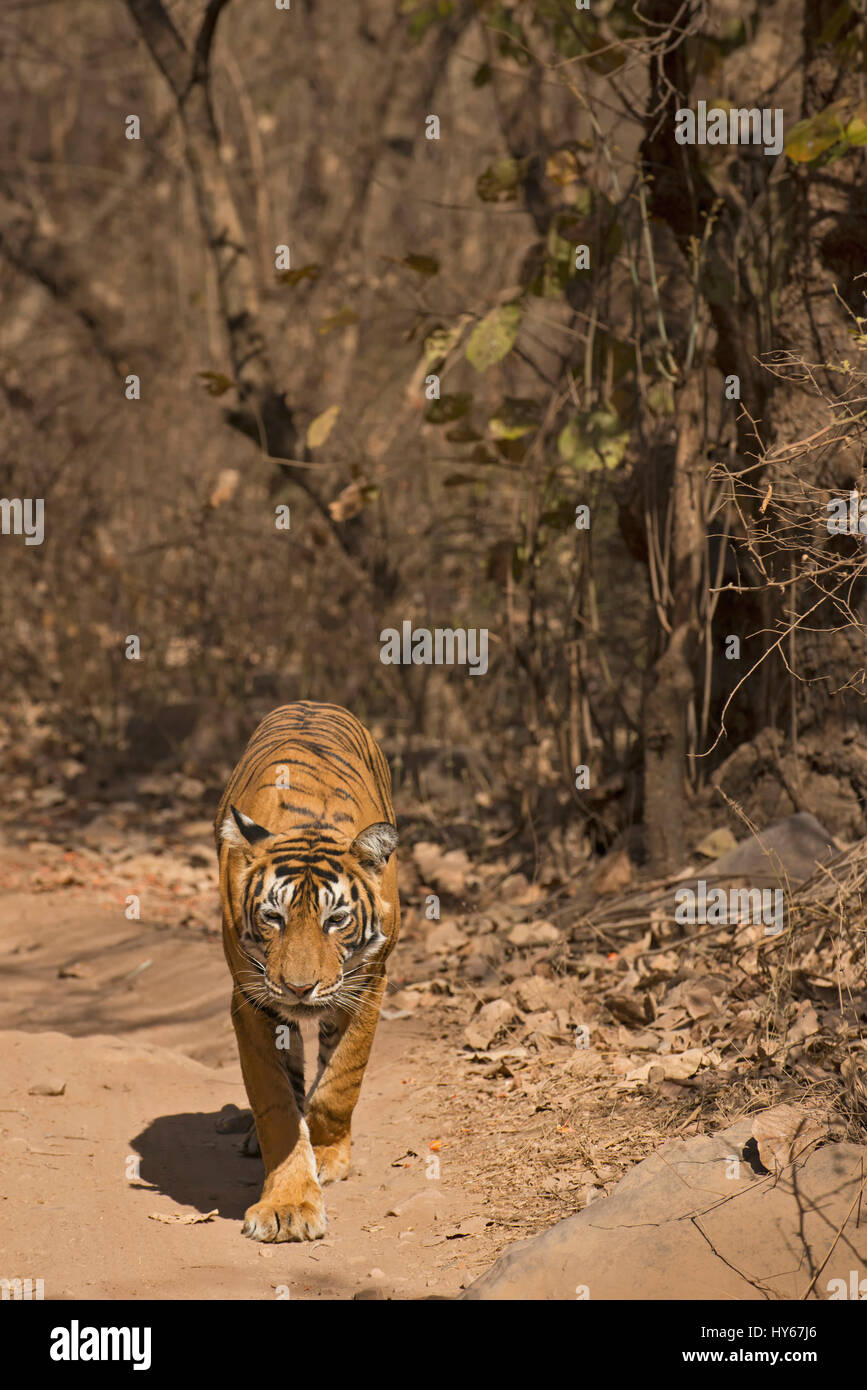 Einsamer Royal Bengal Tiger Wandern in trockenen Laubwäldern des Ranthambore Nationalpark in Indien, in den heißen Sommern Stockfoto