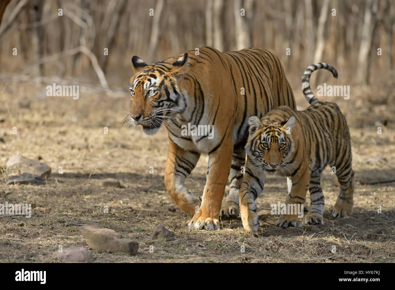 Royal Bengal Tiger, Mutter und ein kleines Jungtier, Wandern in den trockenen Laubwäldern des Ranthambore Nationalpark in Indien, in den heißen Sommern Stockfoto