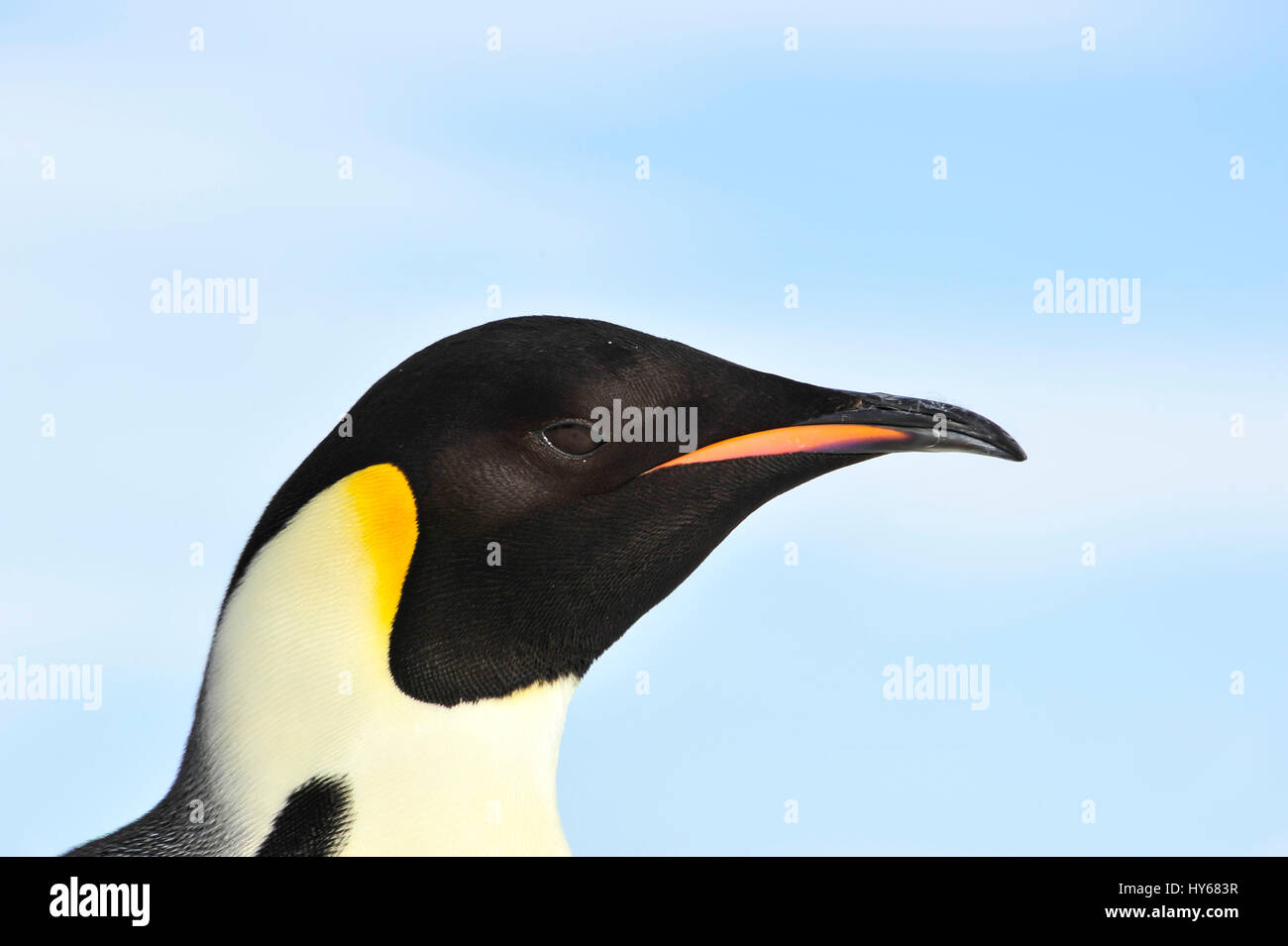 Kaiser-Pinguin hautnah Stockfoto