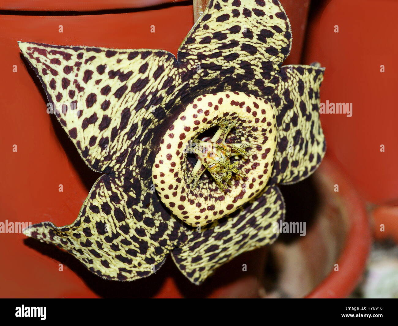 Stapelia Variegata, Orbea Variegata Stockfotografie Alamy