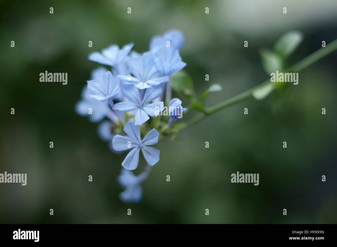 Plumbago auriculata Stockfoto