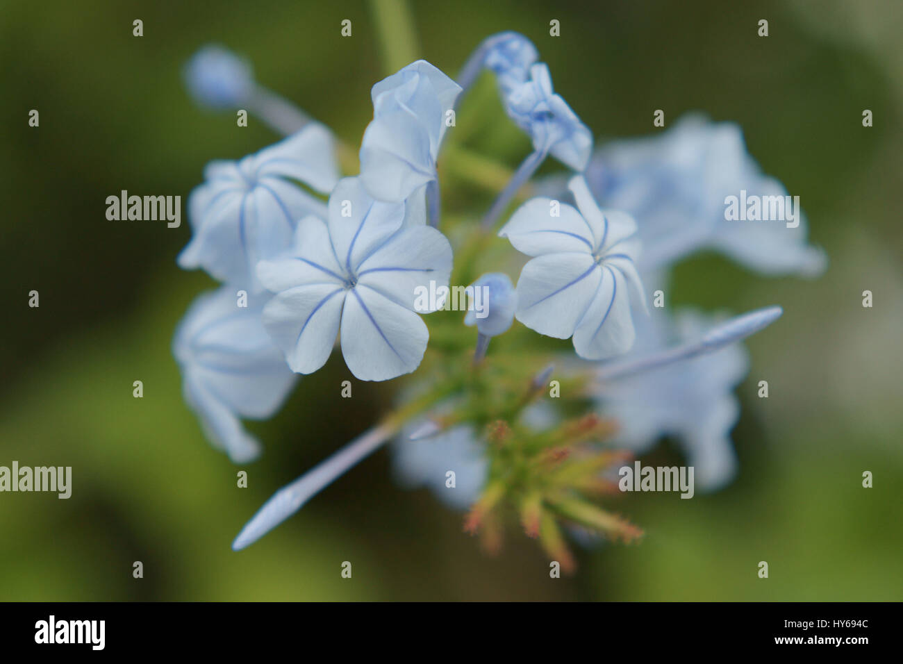 Plumbago auriculata Stockfoto