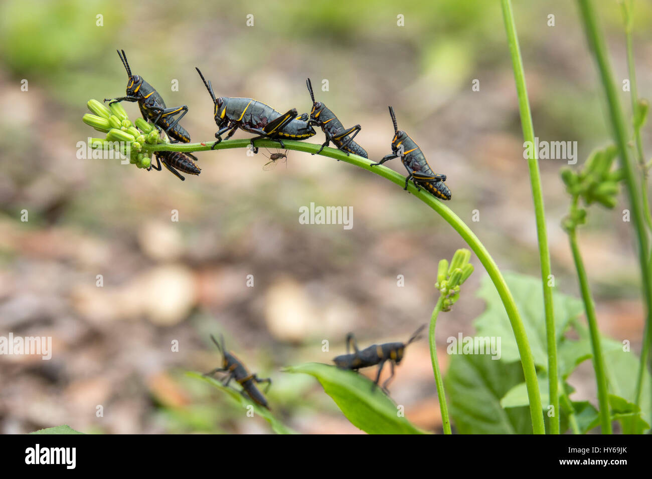 Östlichen Lümmel Heuschrecke Larven ernähren sich von Kreuzkraut Unkraut Stockfoto