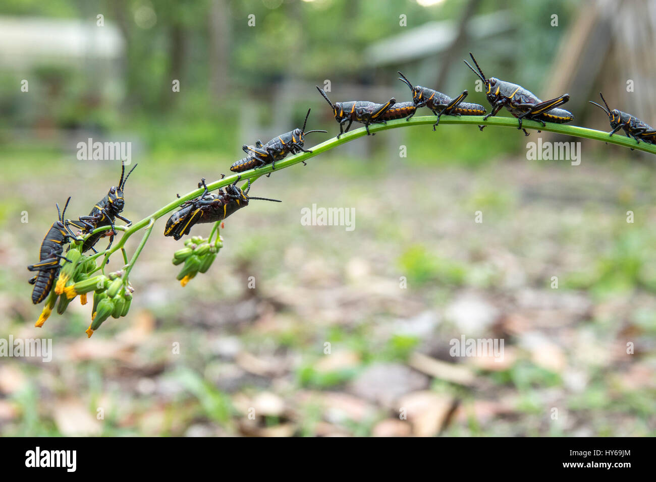 Östlichen Lümmel Heuschrecke Larven ernähren sich von Kreuzkraut Unkraut Stockfoto