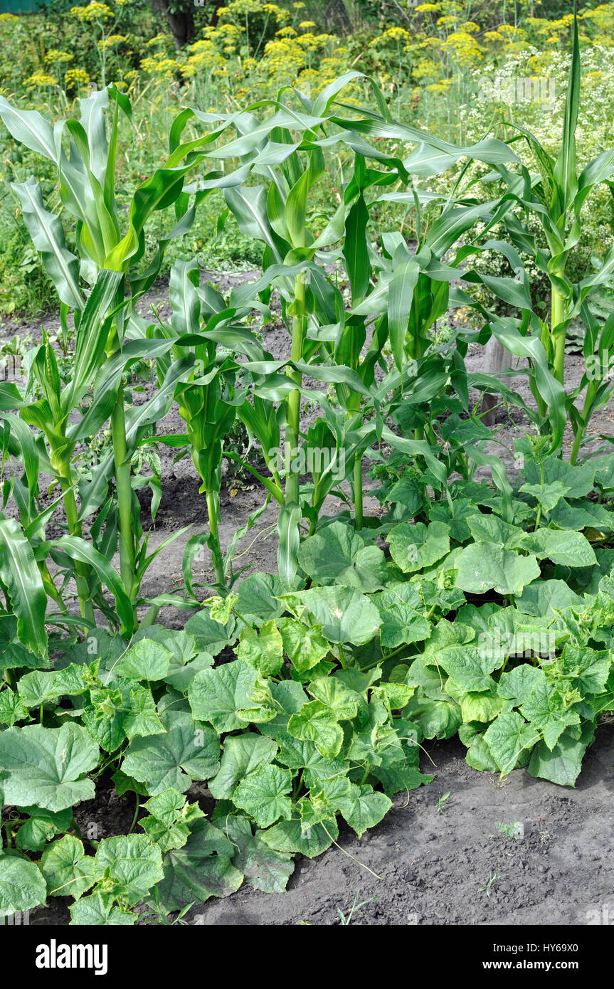 verschiedene Gemüse im Gemüsegarten, biologisch angebaut vertikale Zusammensetzung Stockfoto