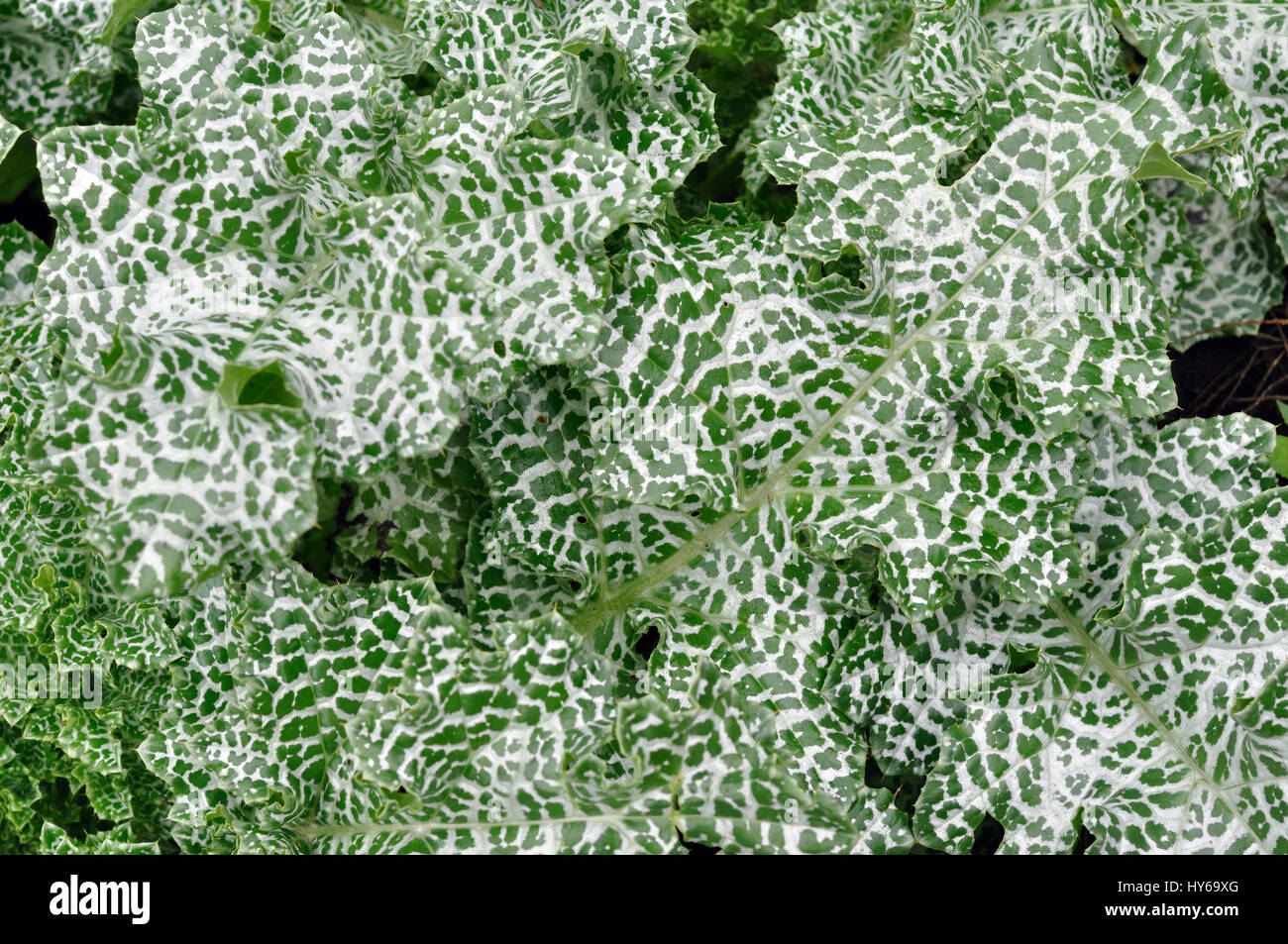 Blätter der Mariendistel (Silybum Marianum, selige Mariendistel) Stockfoto