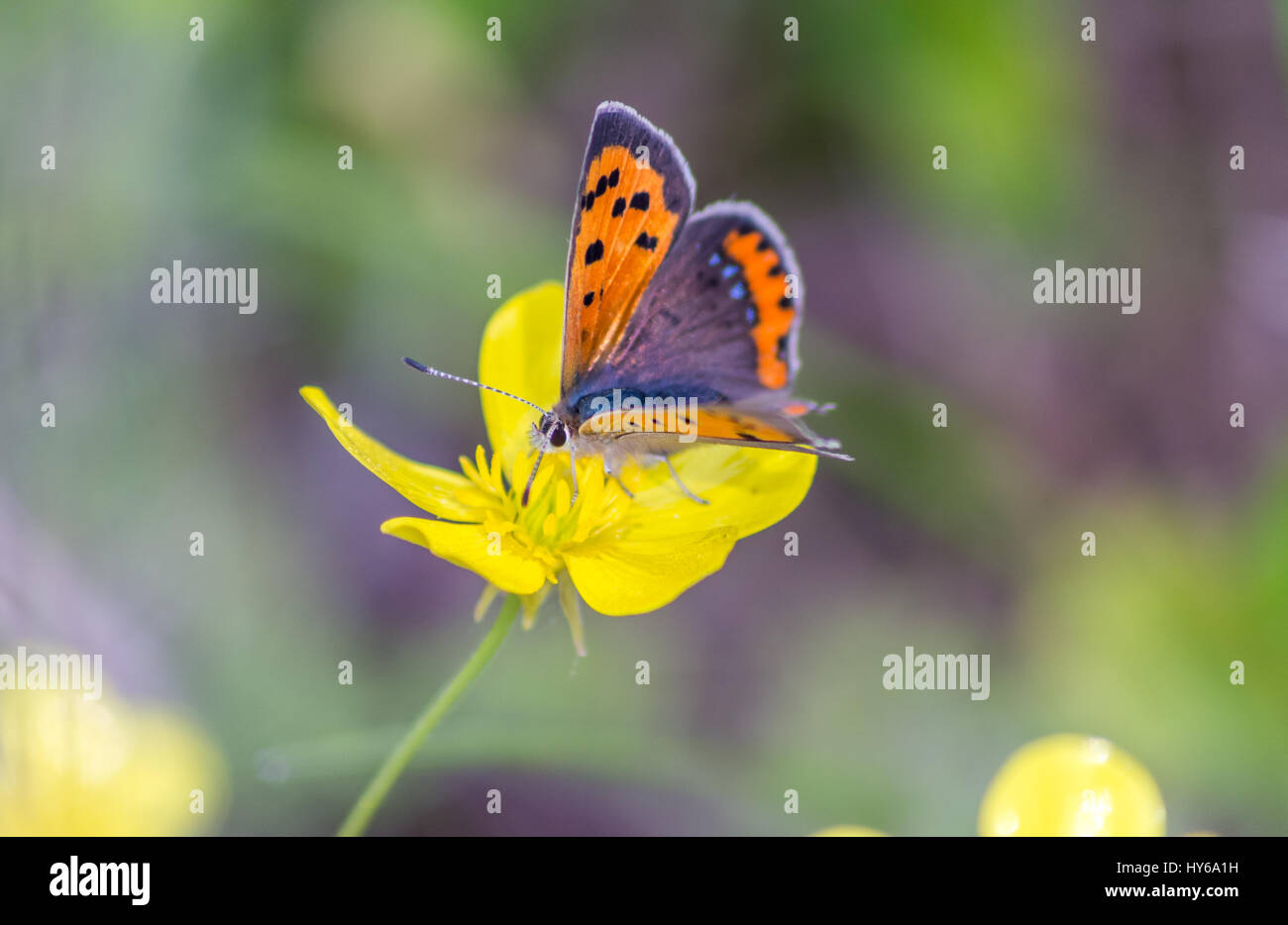 Makroaufnahme eines kleinen Kupfer Schmetterlings. Stockfoto