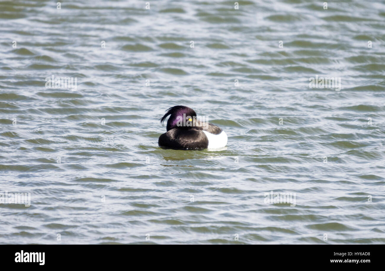 Getuftet Drake im Frühjahr Gefieder mit Bill versteckt im Schwimmen Stockfoto