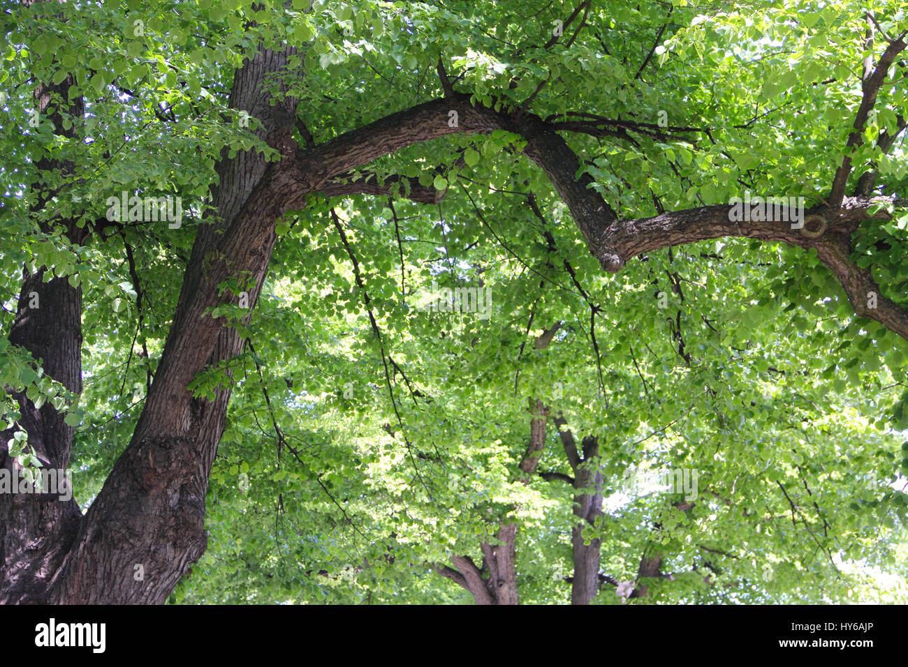 Dicke Äste und üppiger Vegetation der alten Linde Stockfoto