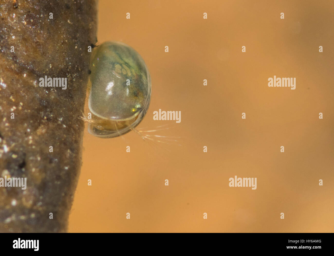 Aquatische Krustentier Samentropfen Garnelen Ostracod Unterwasser Kopf auf Stockfoto