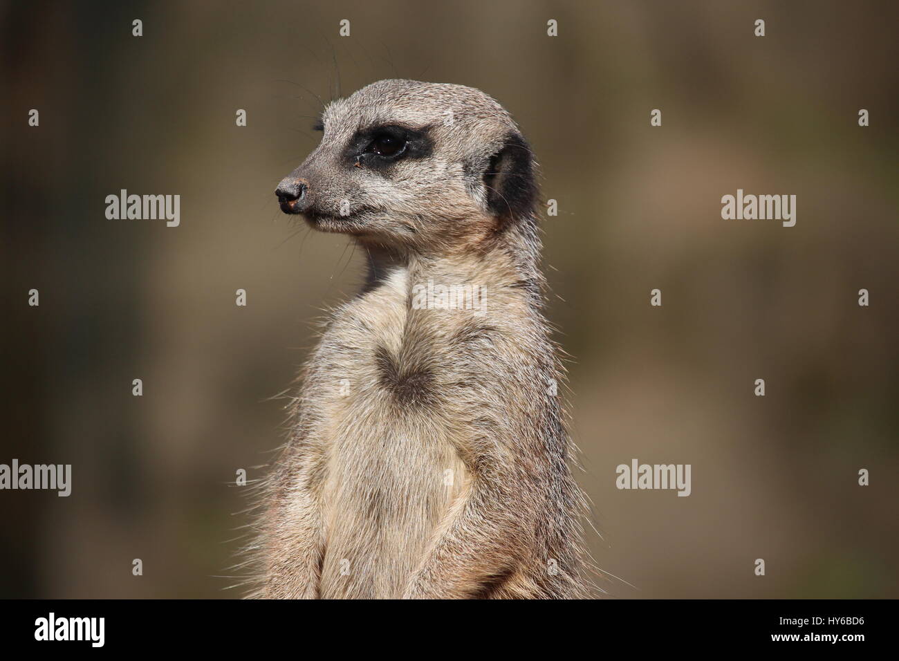 Kopf und Schultern - Erdmännchen im West Midlands Safari Park Stockfoto