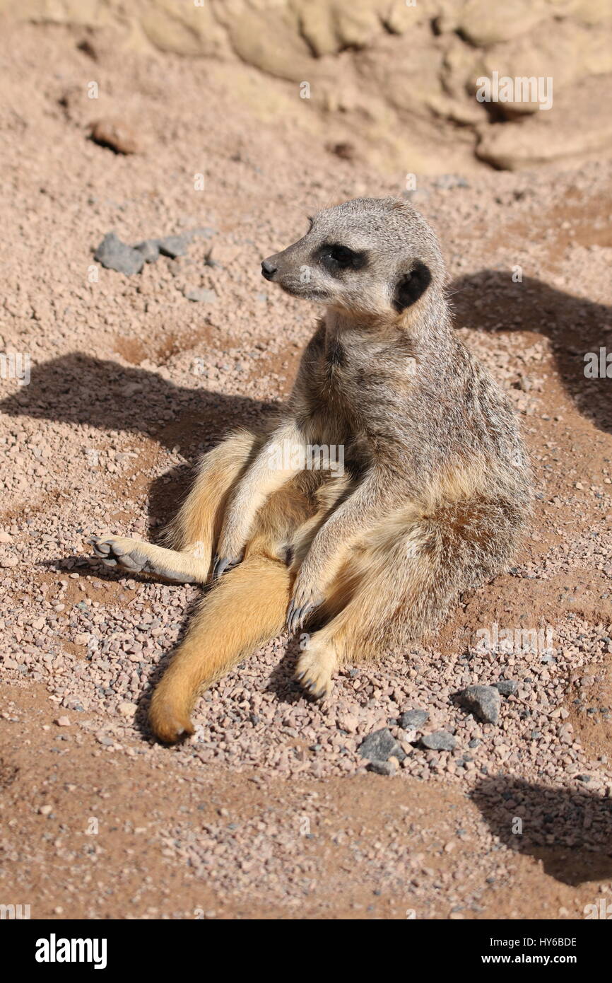 Erdmännchen im West Midlands Safari Park-Schweif zwischen den Beinen Stockfoto