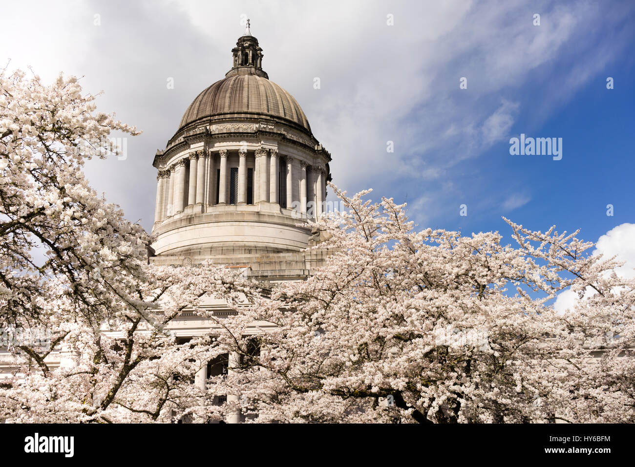 Schöne blühende Blüten schmücken den Gehweg außerhalb der Landeshauptstadt in Olympia, Washington Stockfoto