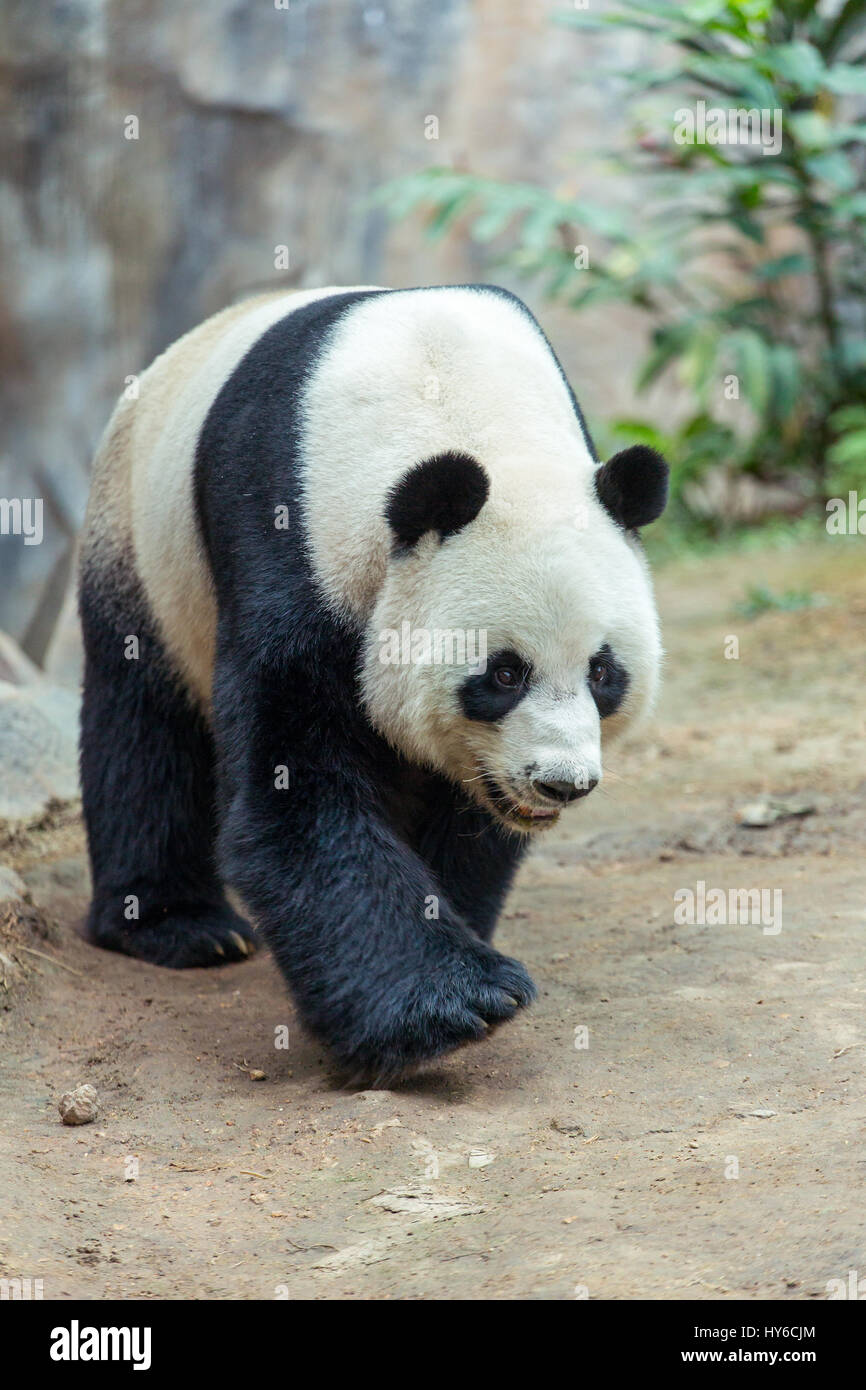 Giant Panda Bambus essen Stockfoto