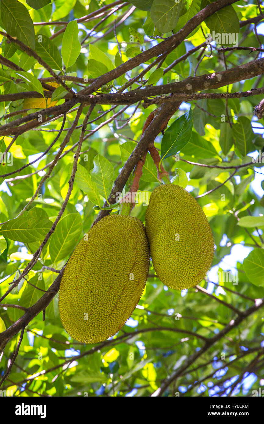 Die Jackfrucht am Baum Stockfoto