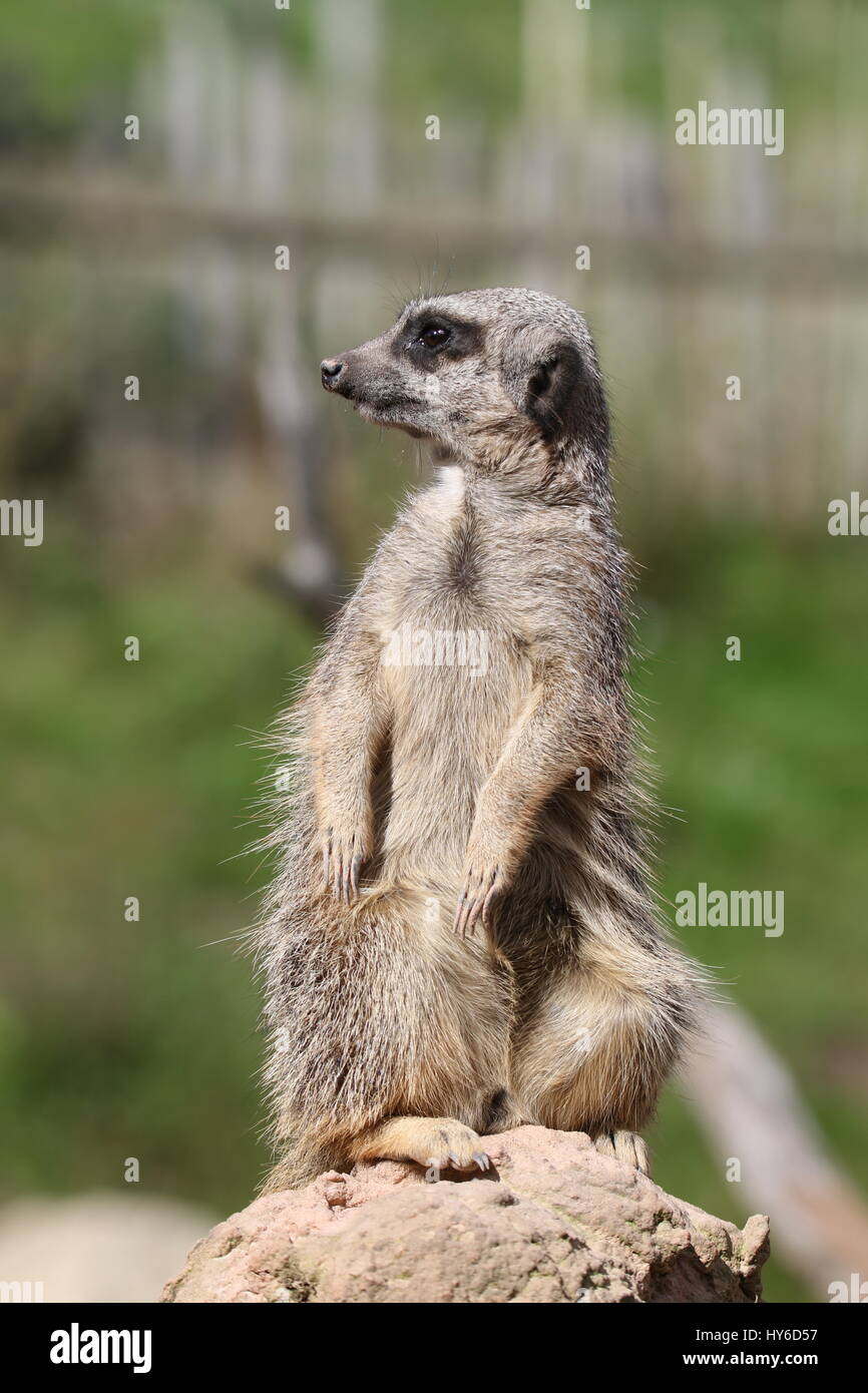 Habe ich es verpasst? Erdmännchen im West Midlands Safari Park Stockfoto
