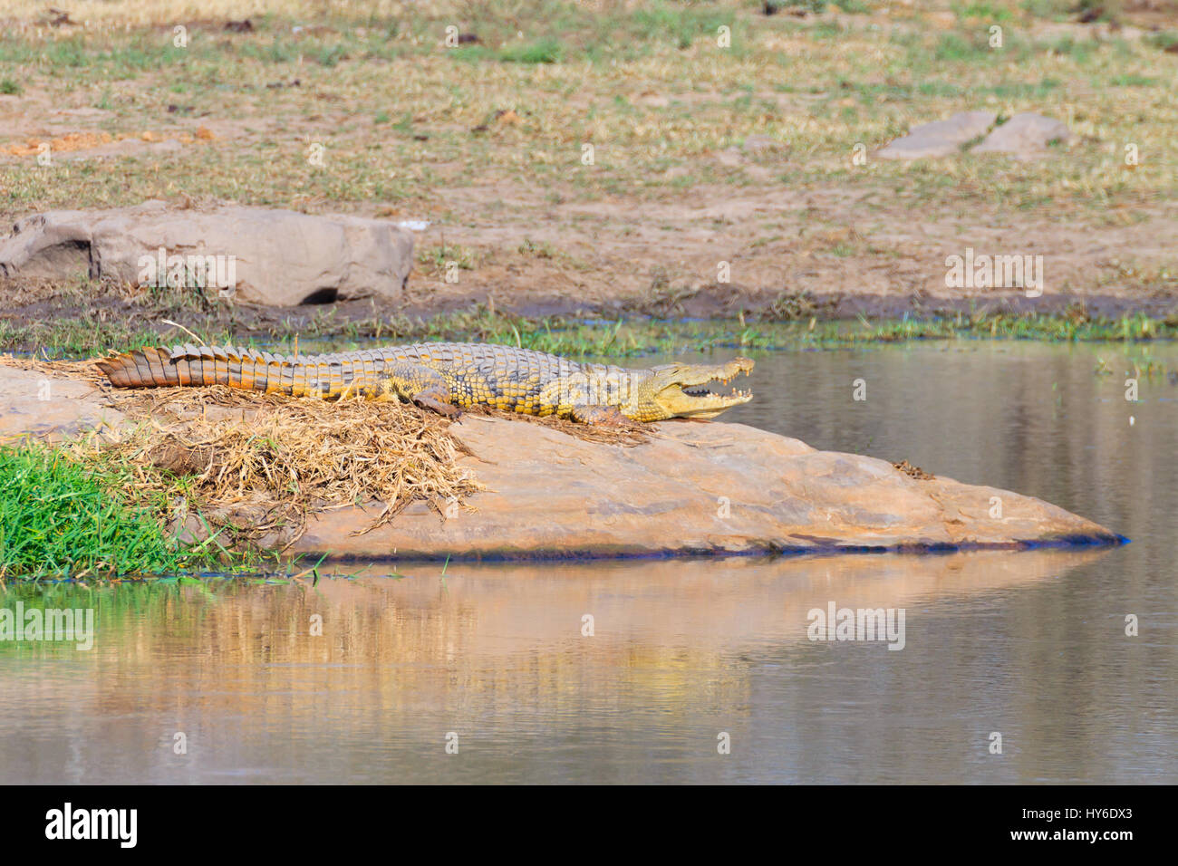 Krokodil in der Nähe von Kruger National Park, Südafrika. Safari und Tierwelt. Stockfoto